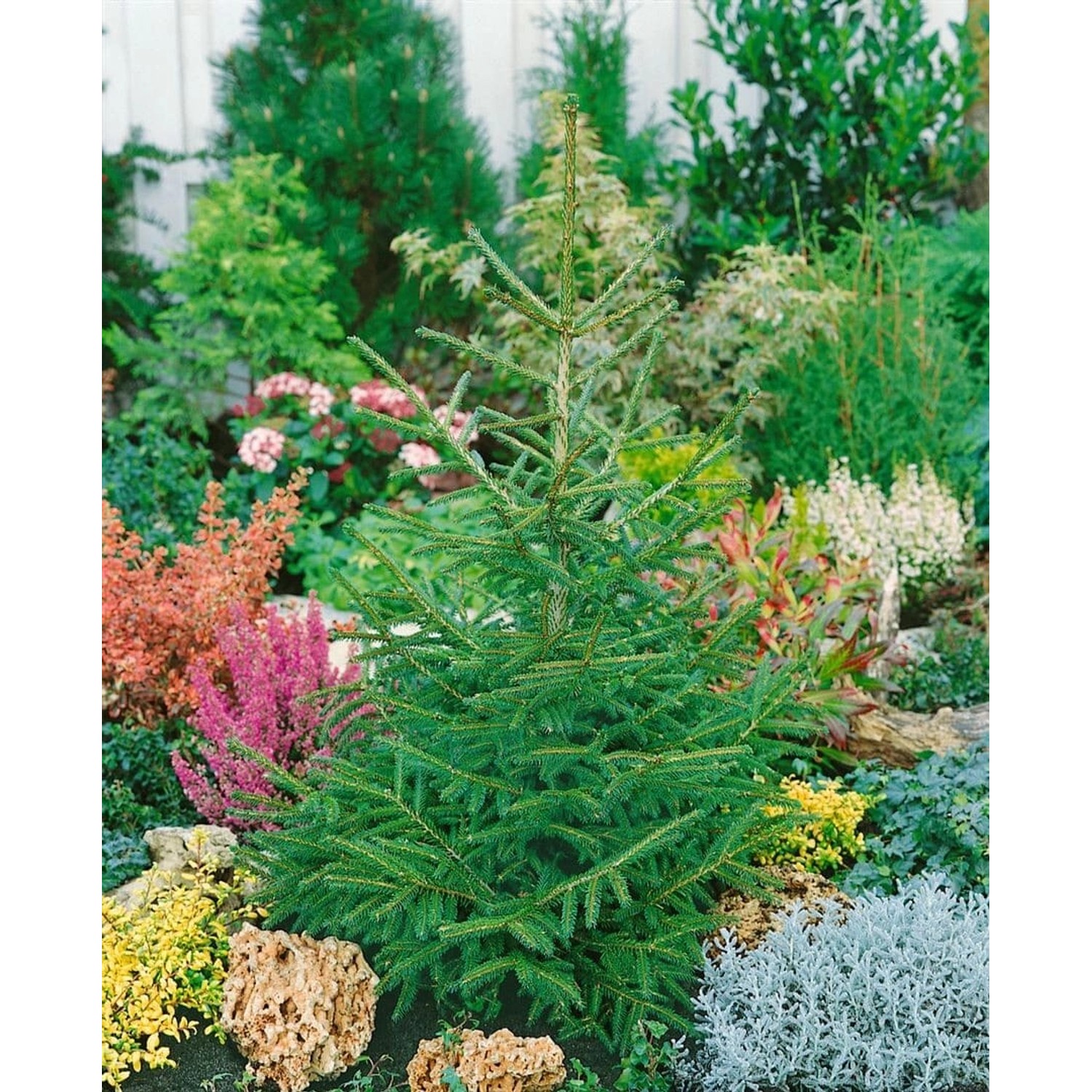 Picea Orientalis Aurea Compacta Orientalische Fichte Goldgelb 80–100 cm günstig online kaufen