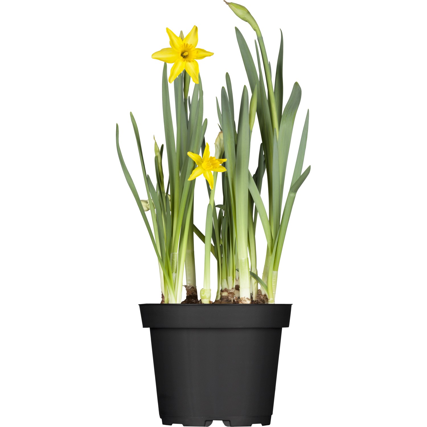 GROW by OBI Narzisse Tete a Tete Gelb Topf-Ø ca. 12 cm Narcissus cyclamineu günstig online kaufen