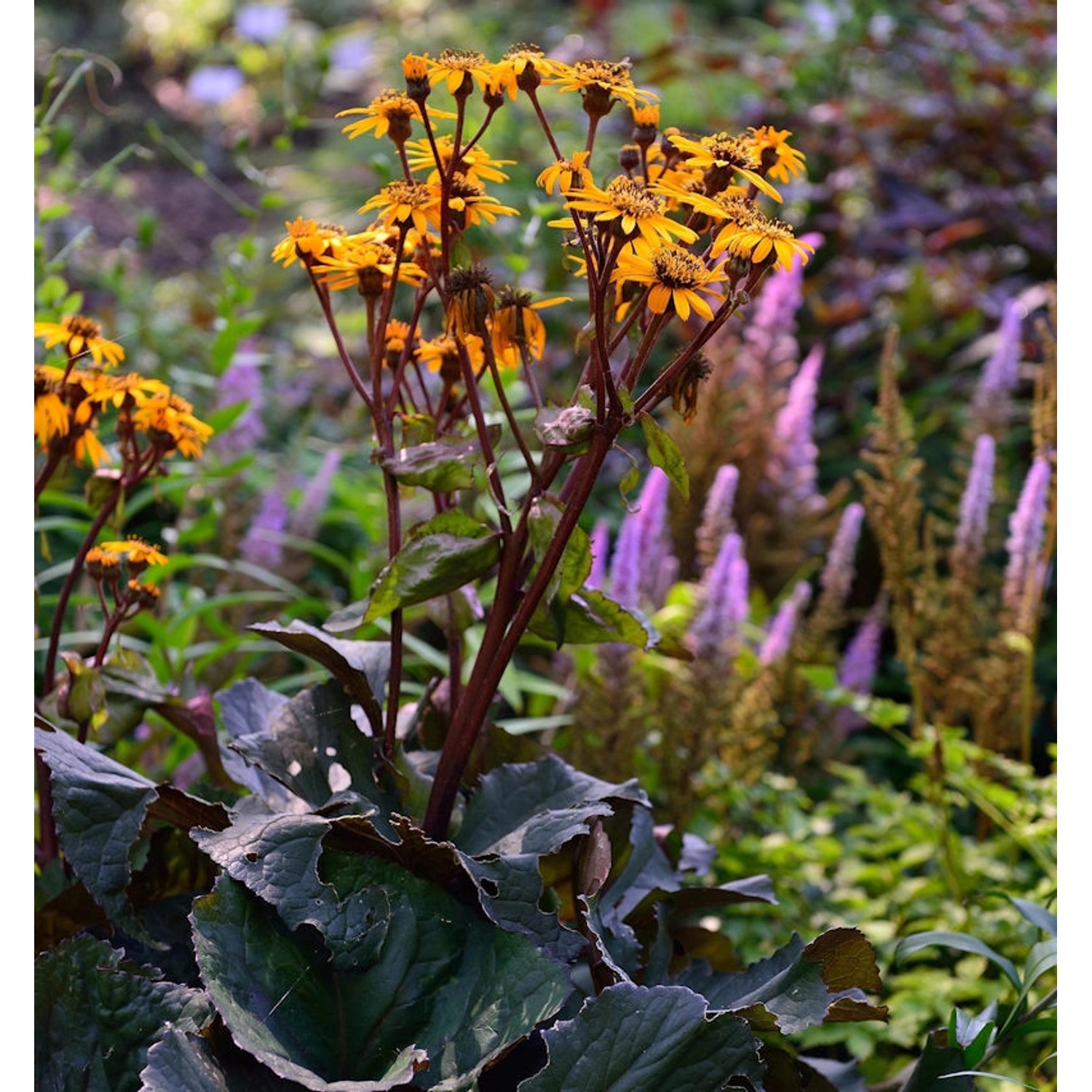 Greiskraut dunkellaubig - Ligularia dentata günstig online kaufen