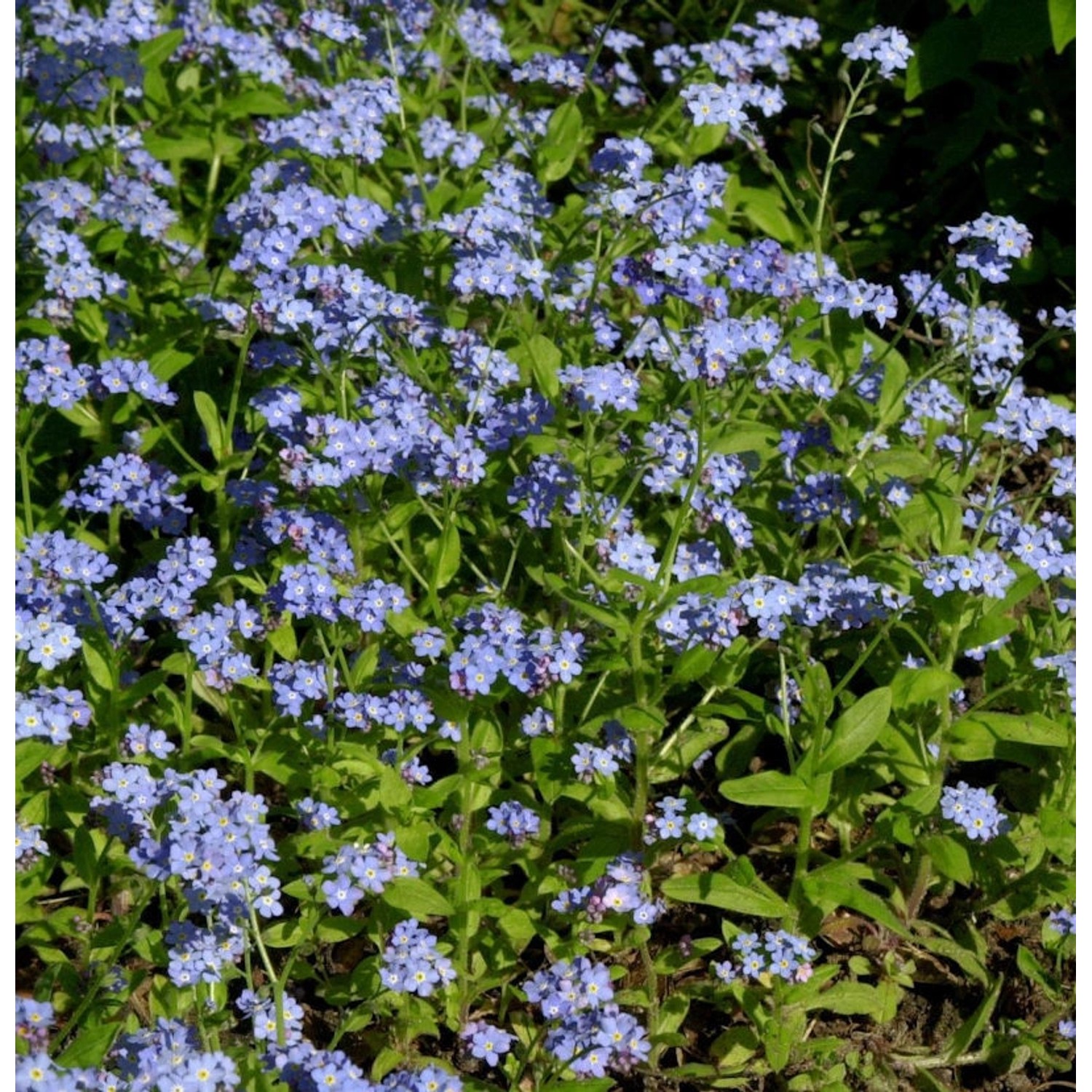 Sumpfvergissmeinnicht Victoria Indigoblau - Myosotis sylvatica günstig online kaufen