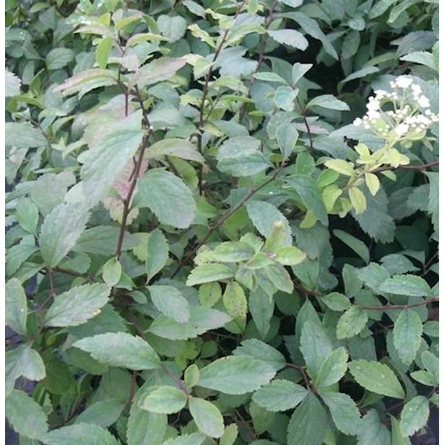 10x Zwergspiere 15-20cm - Spiraea decumbens günstig online kaufen