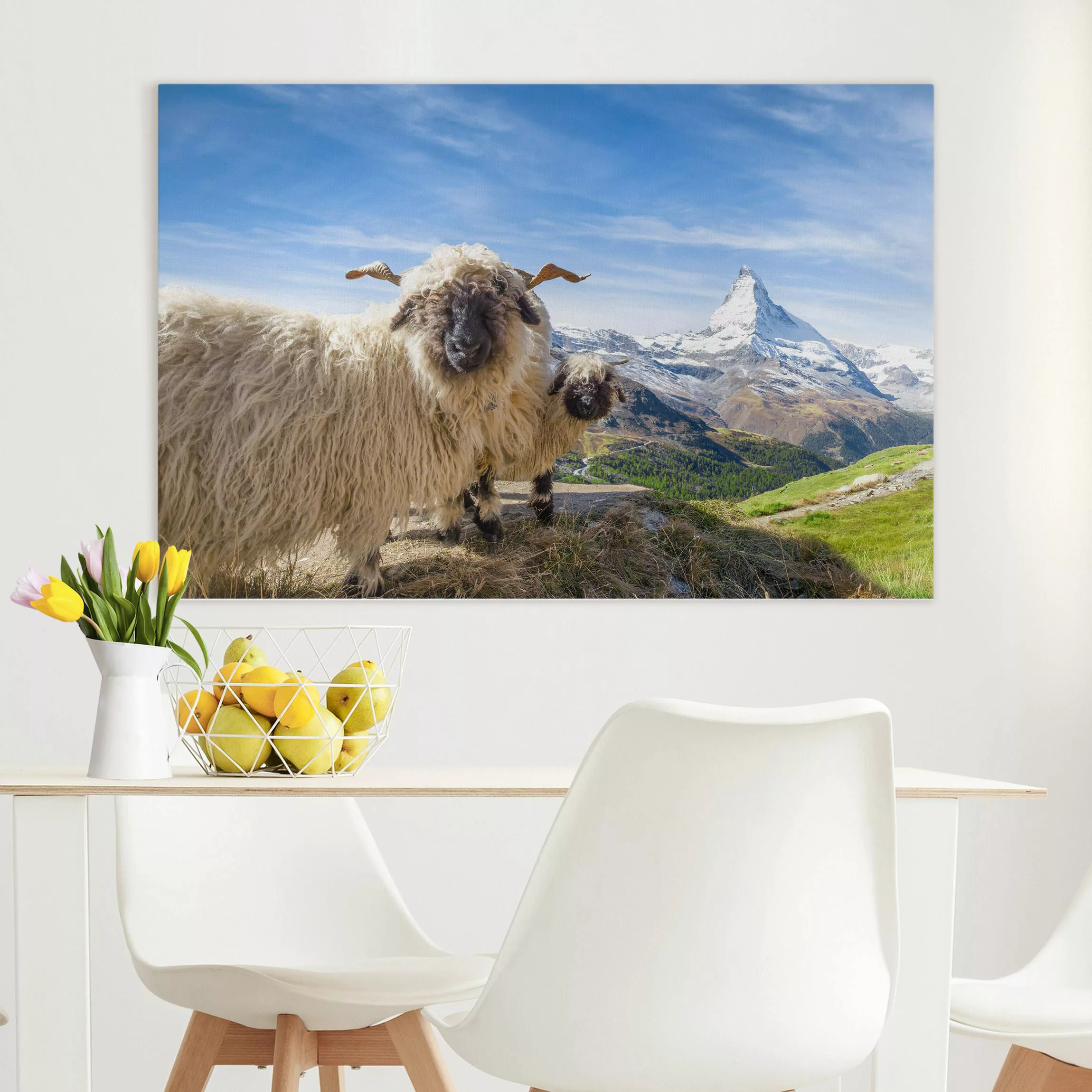 Leinwandbild Schwarznasenschafe von Zermatt günstig online kaufen