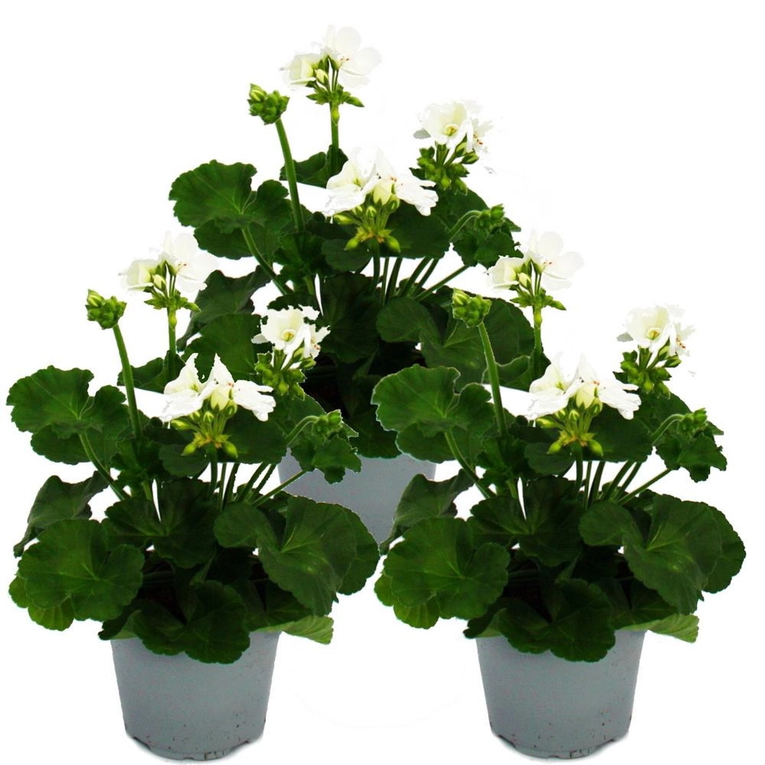 Exotenherz Geranien Stehend Pelargonium Zonale 12cm Topf Set mit 3 Pflanzen günstig online kaufen