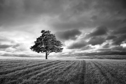 Papermoon Fototapete »Landschaft schwarz & weiß« günstig online kaufen