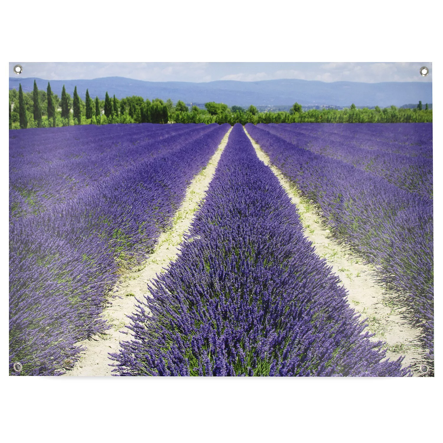 home24 Poster Lavendel günstig online kaufen