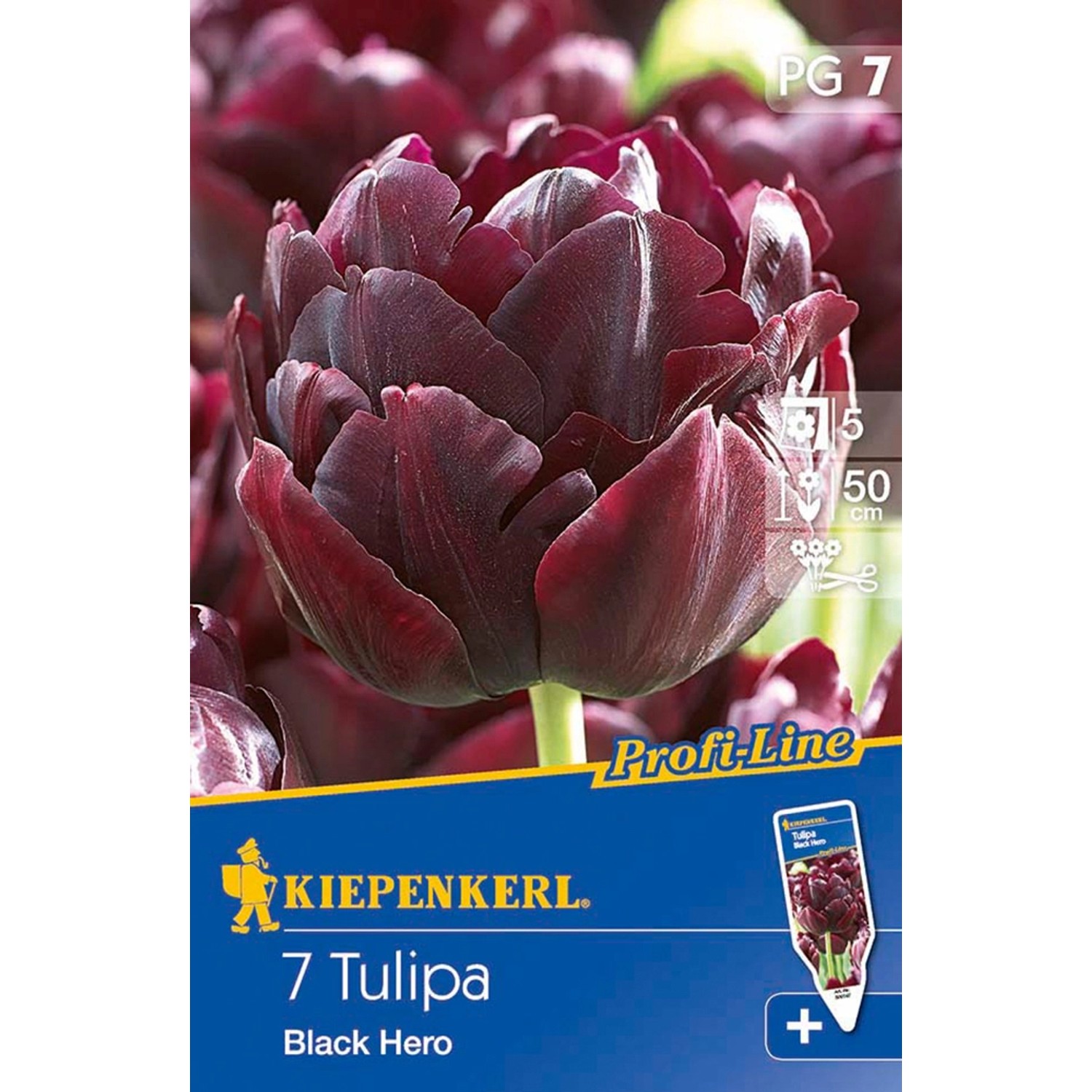 Kiepenkerl Tulpe Black Hero Schwarz günstig online kaufen