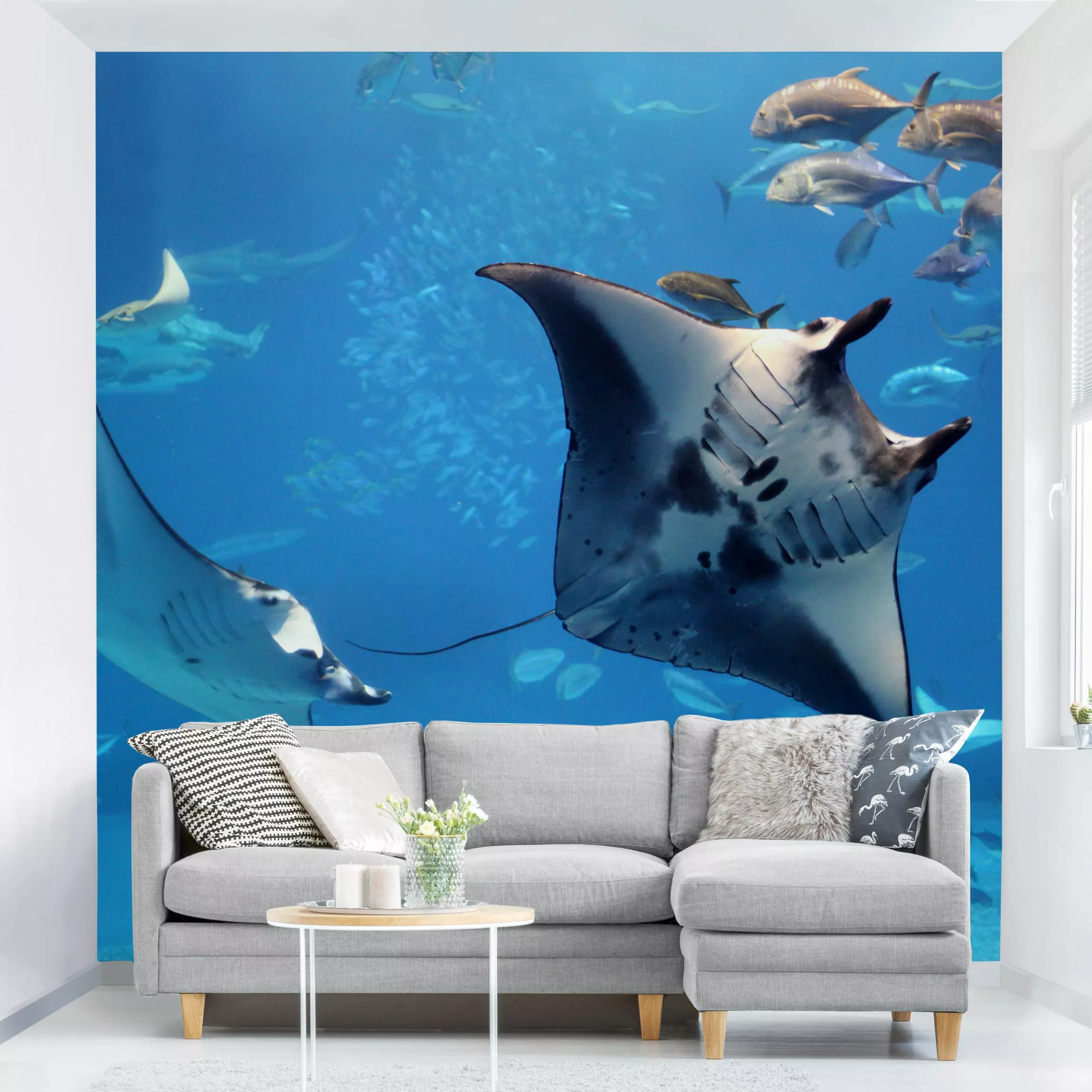 Fototapete Manta Ray günstig online kaufen