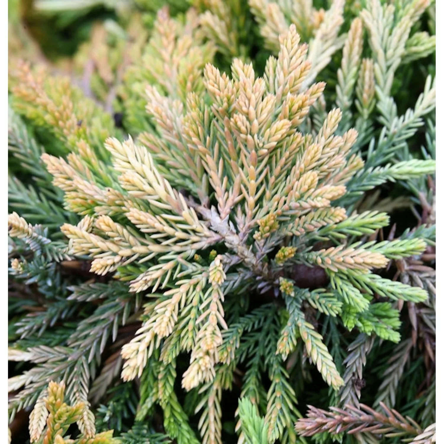 Kriechwacholder Golden Carpet 20-25cm - Juniperus horizontalis günstig online kaufen