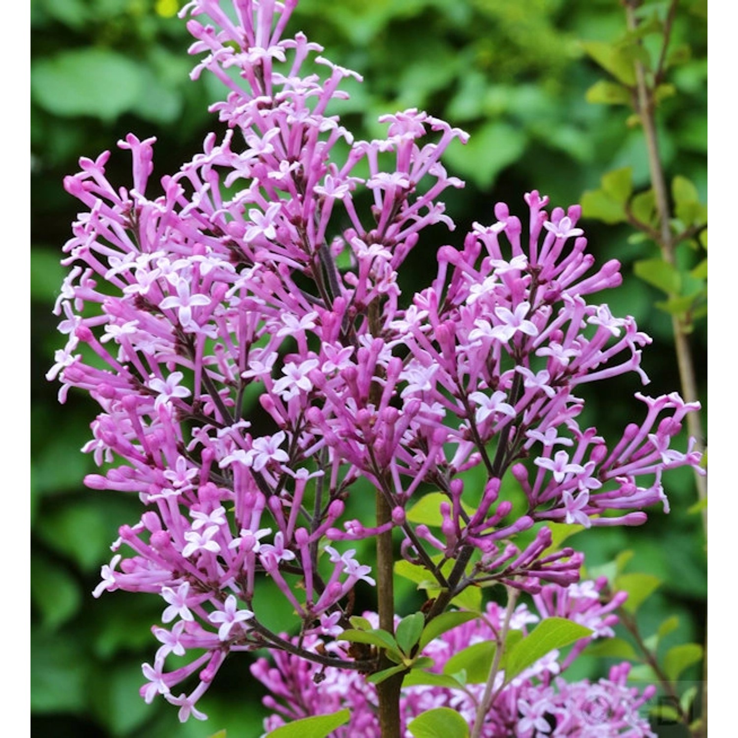 Hochstamm Edelflieder Red Pix 80-100cm - Syringa meyeri günstig online kaufen