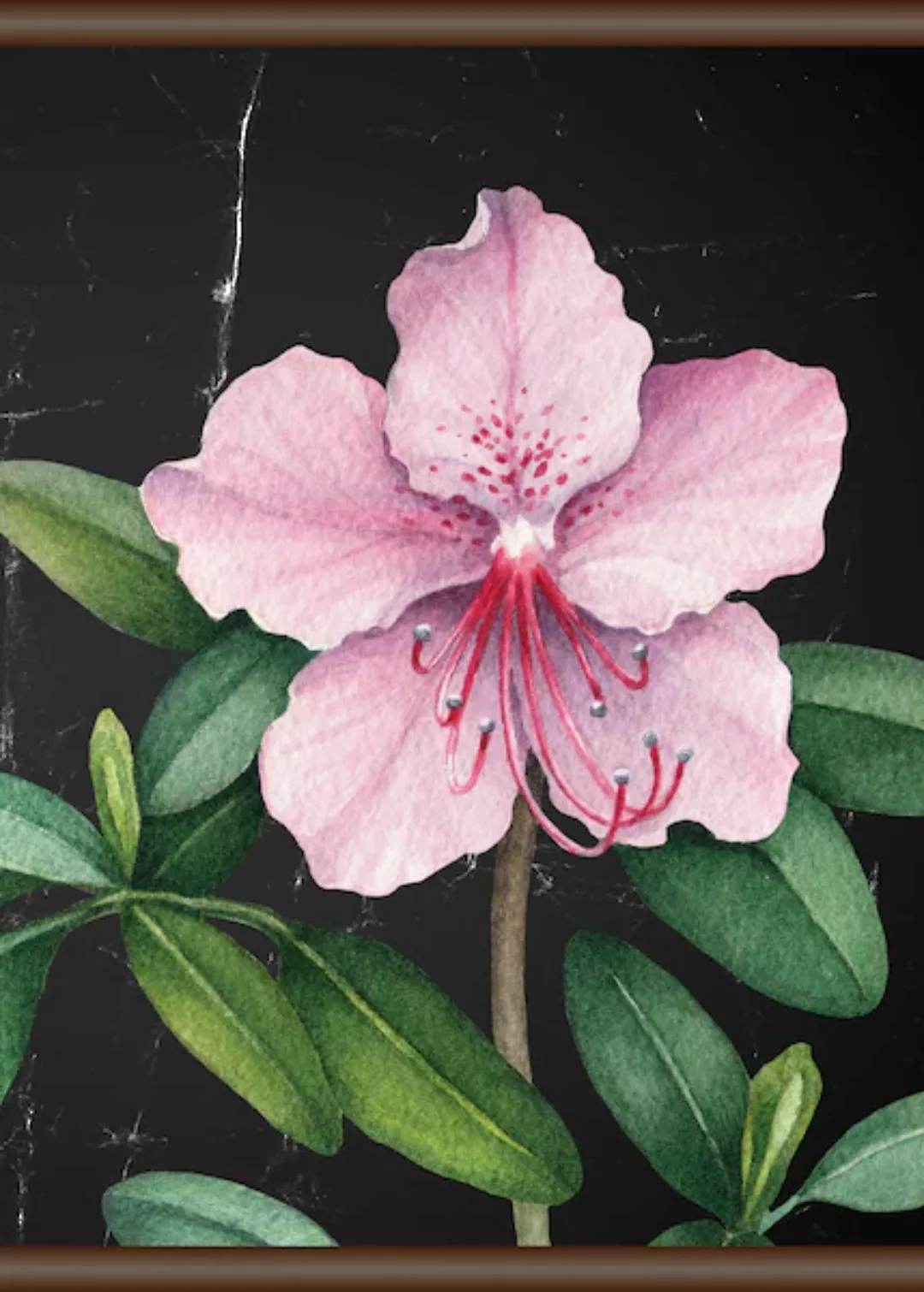 queence Leinwandbild "Rosa Blüte", 50x70 cm günstig online kaufen