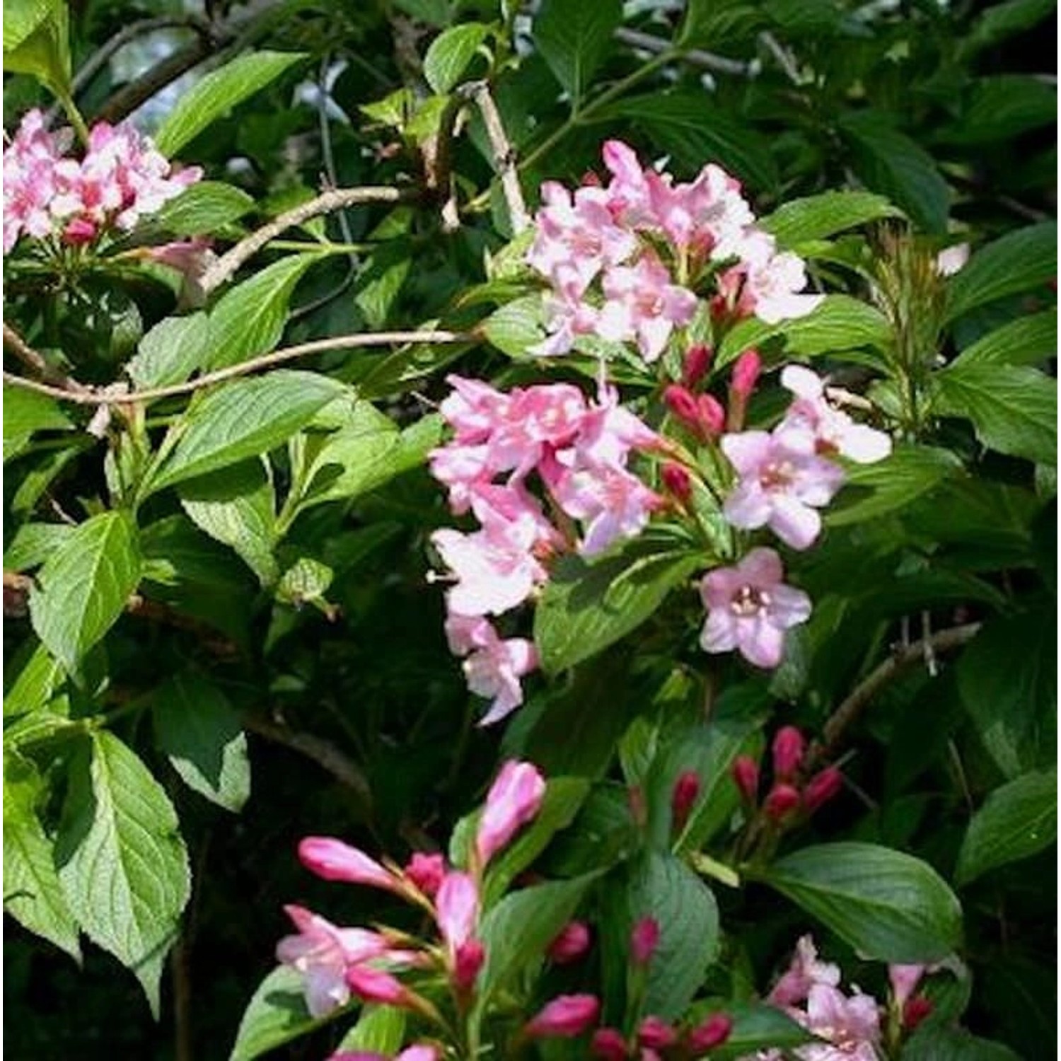 Liebliche Weigelie 80-100cm - Weigela florida günstig online kaufen