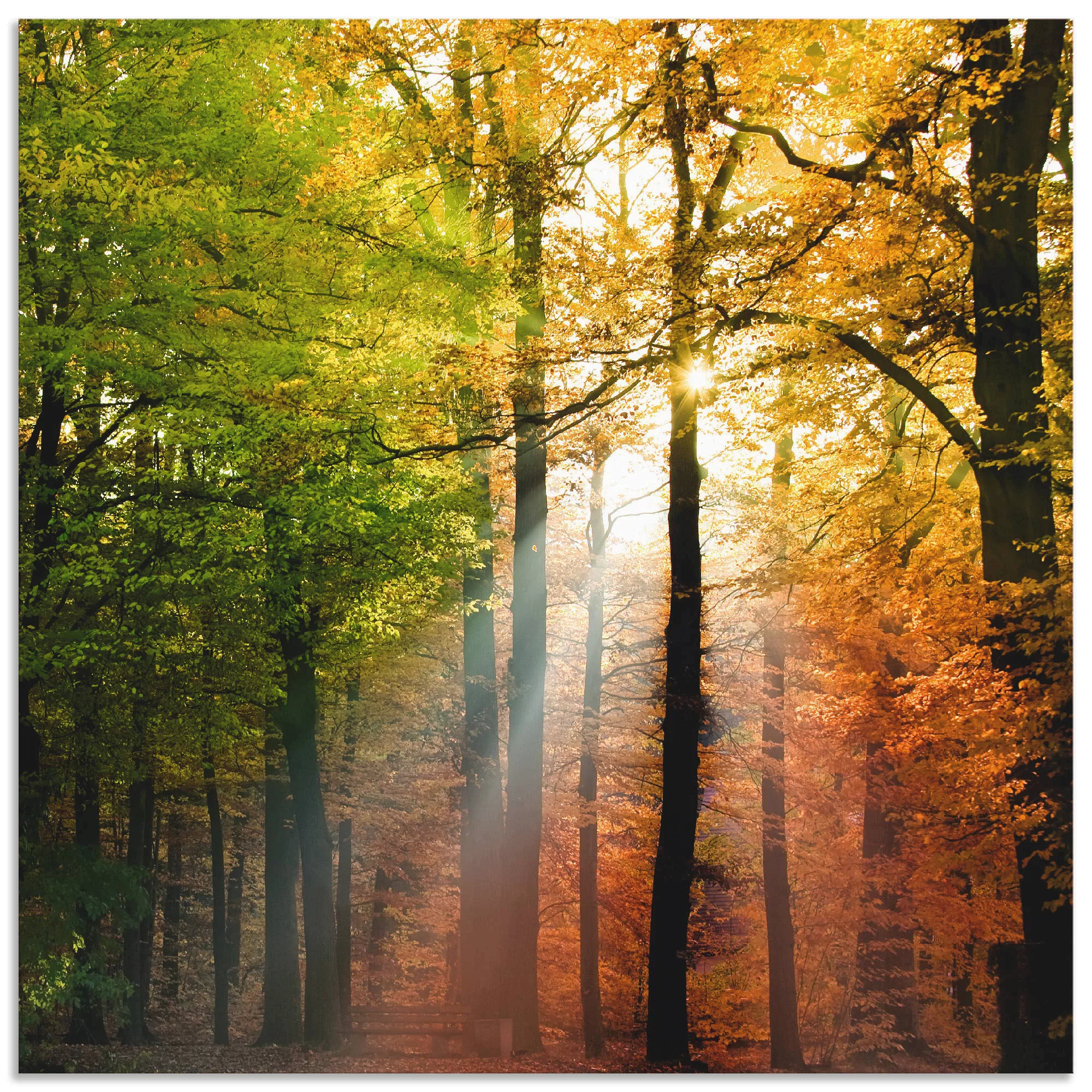 Artland Wandbild "Schöner Herbsttag 2", Wald, (1 St.) günstig online kaufen