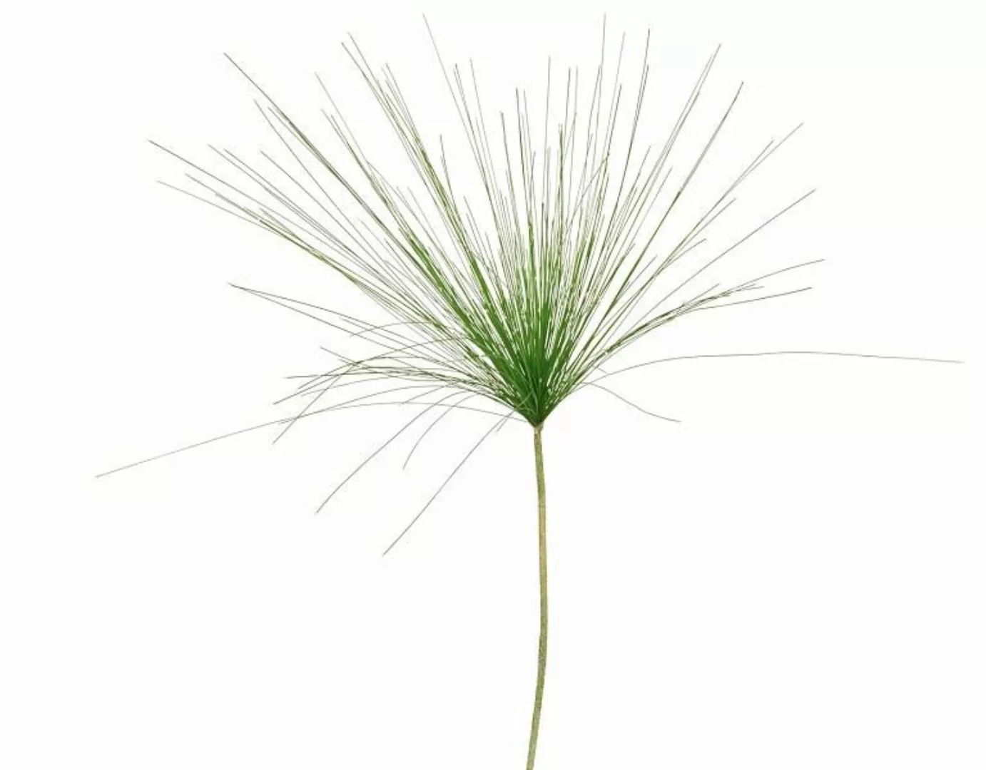 EK Kunstpflanzen & -blumen Cyprus Gras grün 94 cm (grün) günstig online kaufen