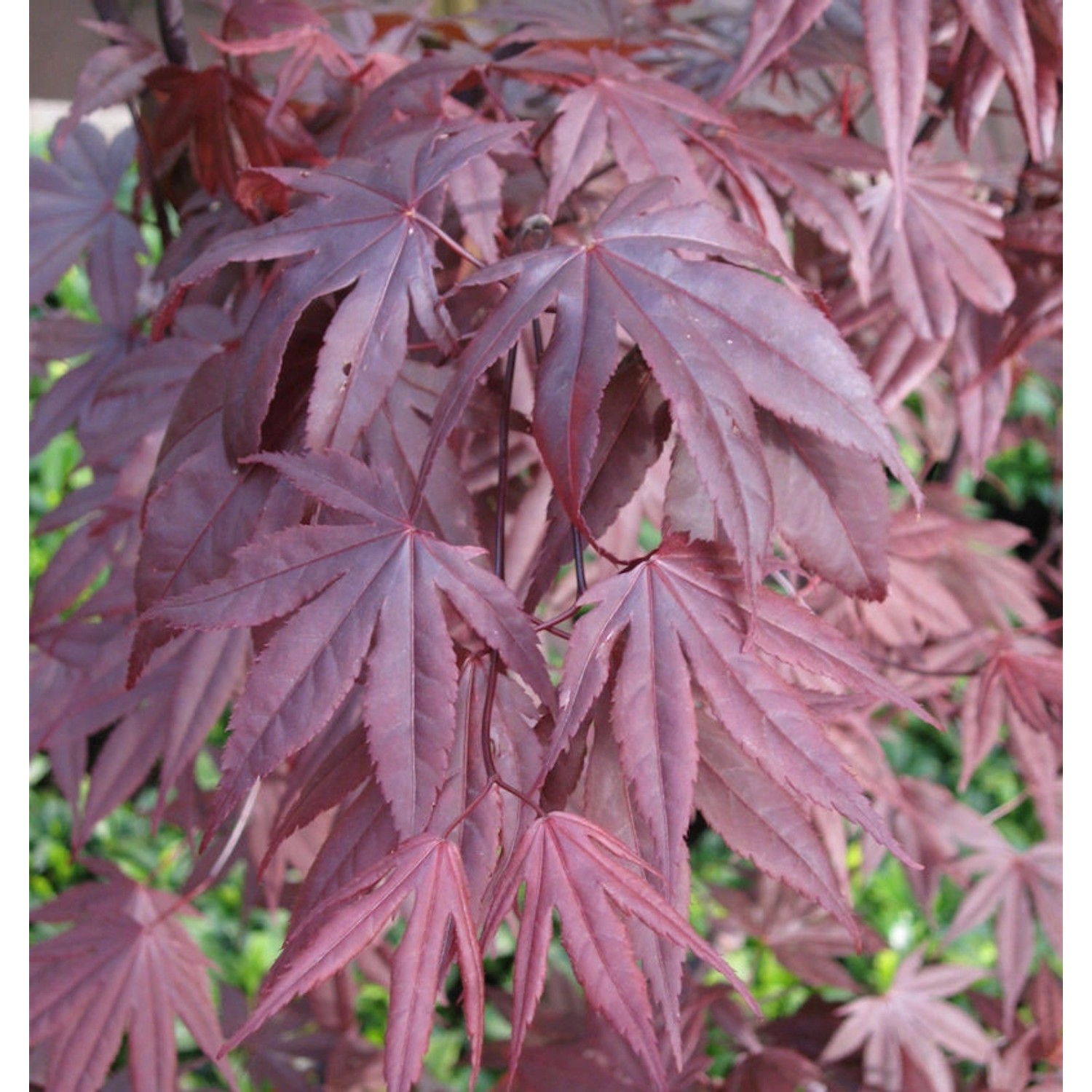 Fächerahorn Moonfire 30-40cm - Acer palmatum günstig online kaufen