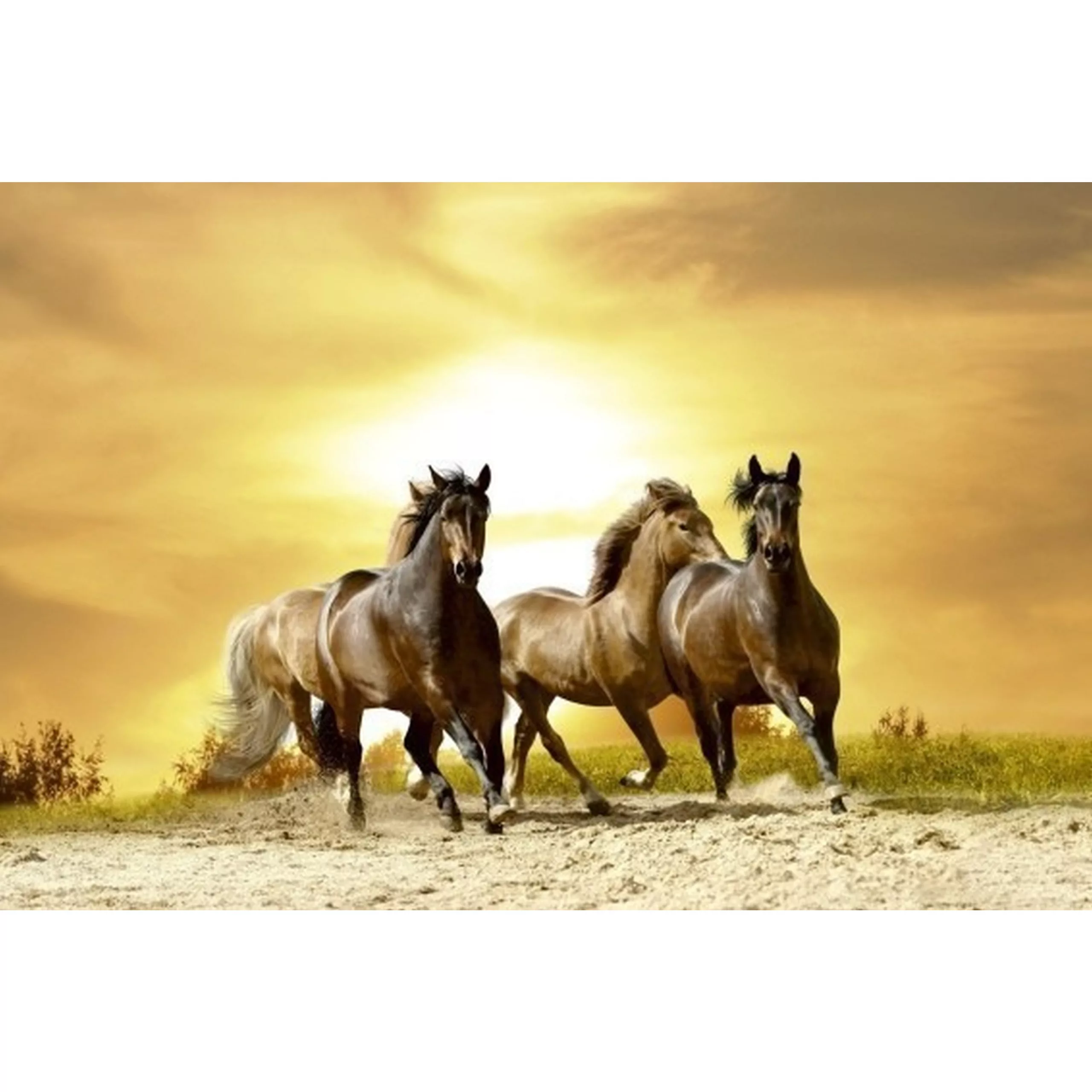 Fototapete HORSES IN SUNSET  | MS-5-0227 | Gelb | Digitaldruck auf Vliesträ günstig online kaufen