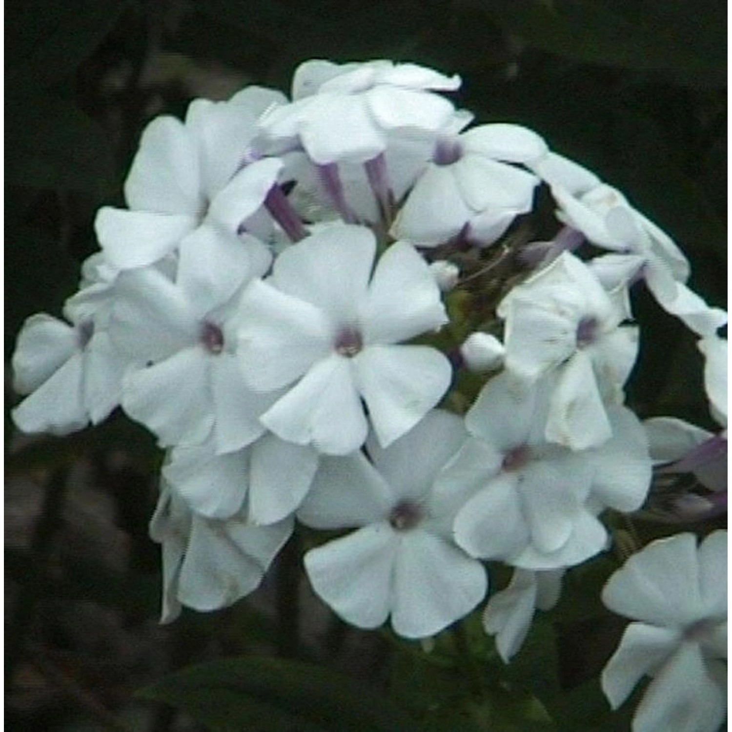 Hohe Flammenblume Weiße Wolke - Phlox paniculata günstig online kaufen