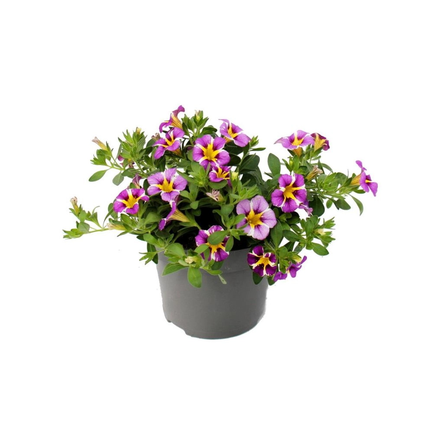 Exotenherz Zauberglöckchen Minihängepetunie Calibrachoa 12cm Topf Set mit 3 günstig online kaufen