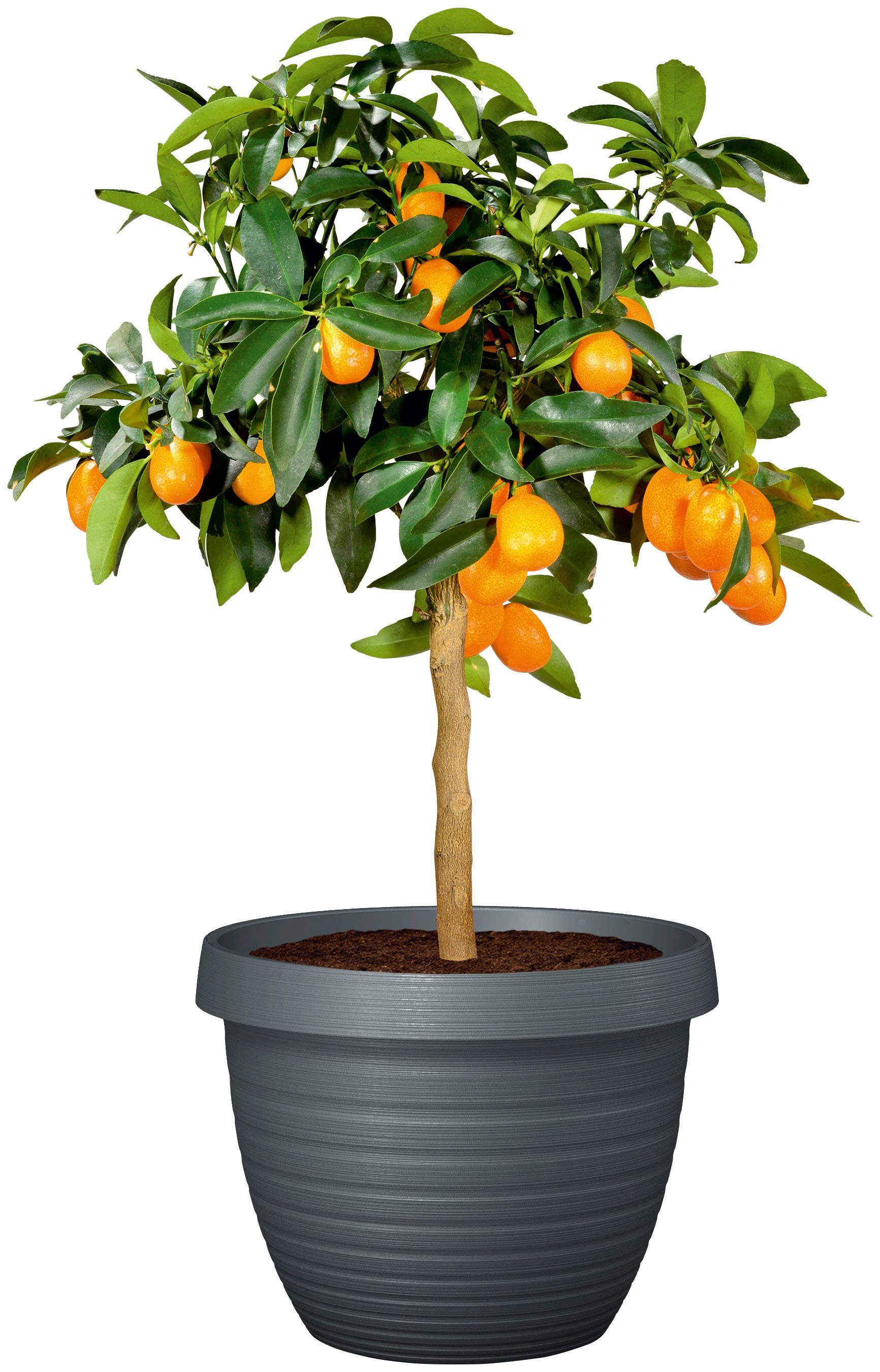 Scheurich Blumentopf 48/270 COUNTRY STAR 48 günstig online kaufen