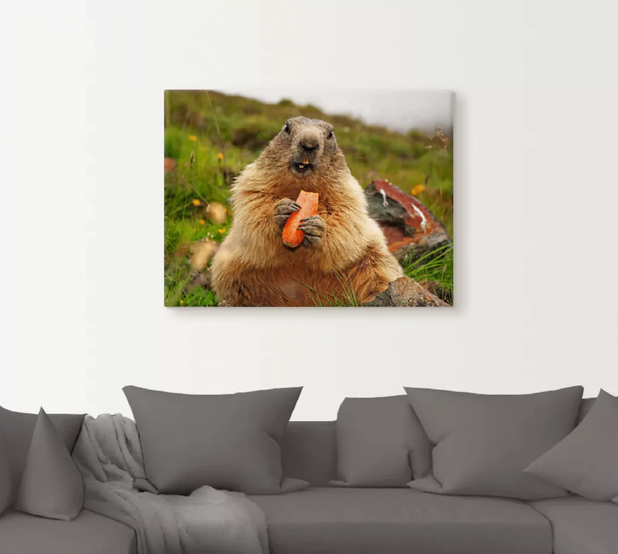 Artland Wandbild »Murmeltier«, Wildtiere, (1 St.), als Leinwandbild, Poster günstig online kaufen