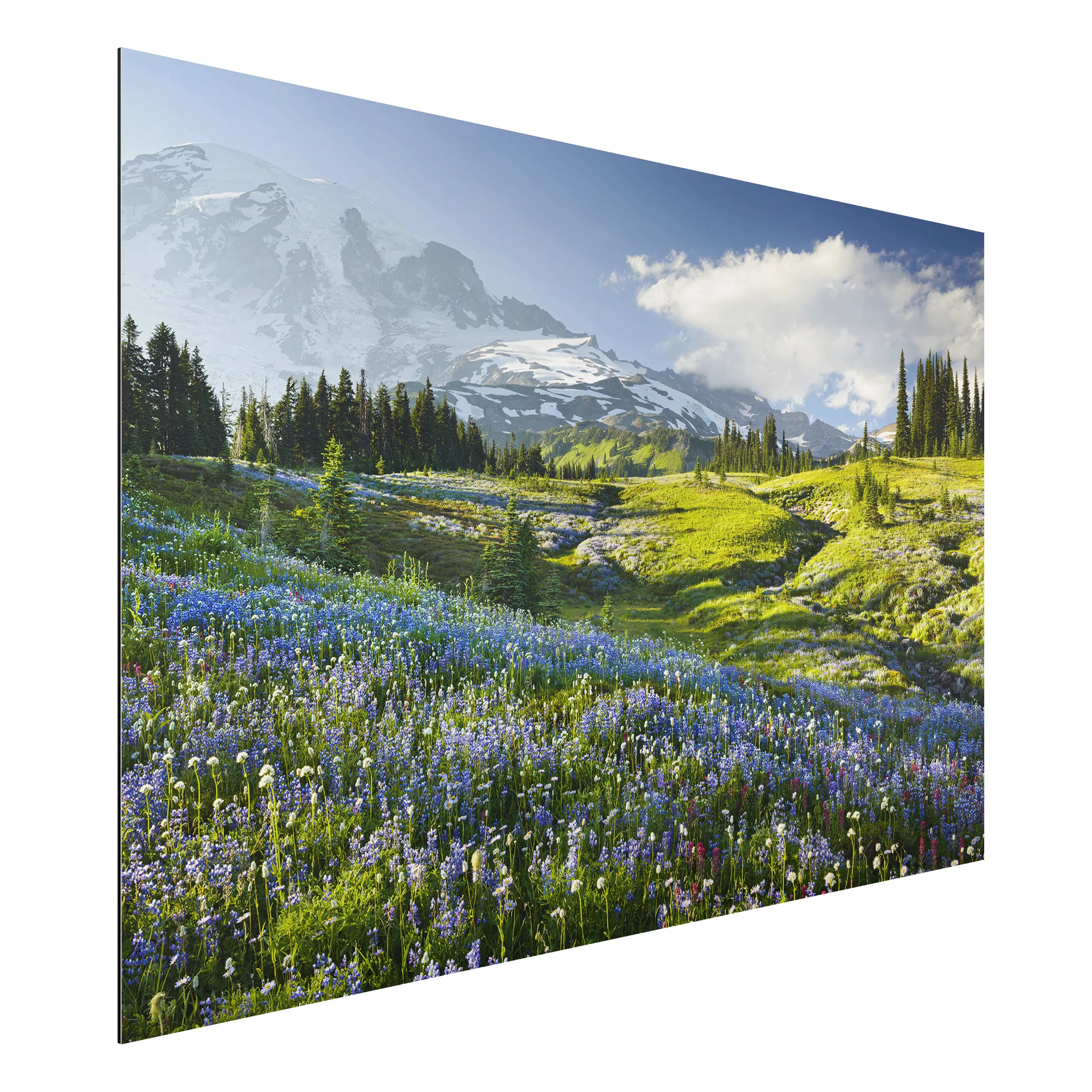 Alu-Dibond Bild Natur & Landschaft - Querformat 3:2 Bergwiese mit blauen Bl günstig online kaufen