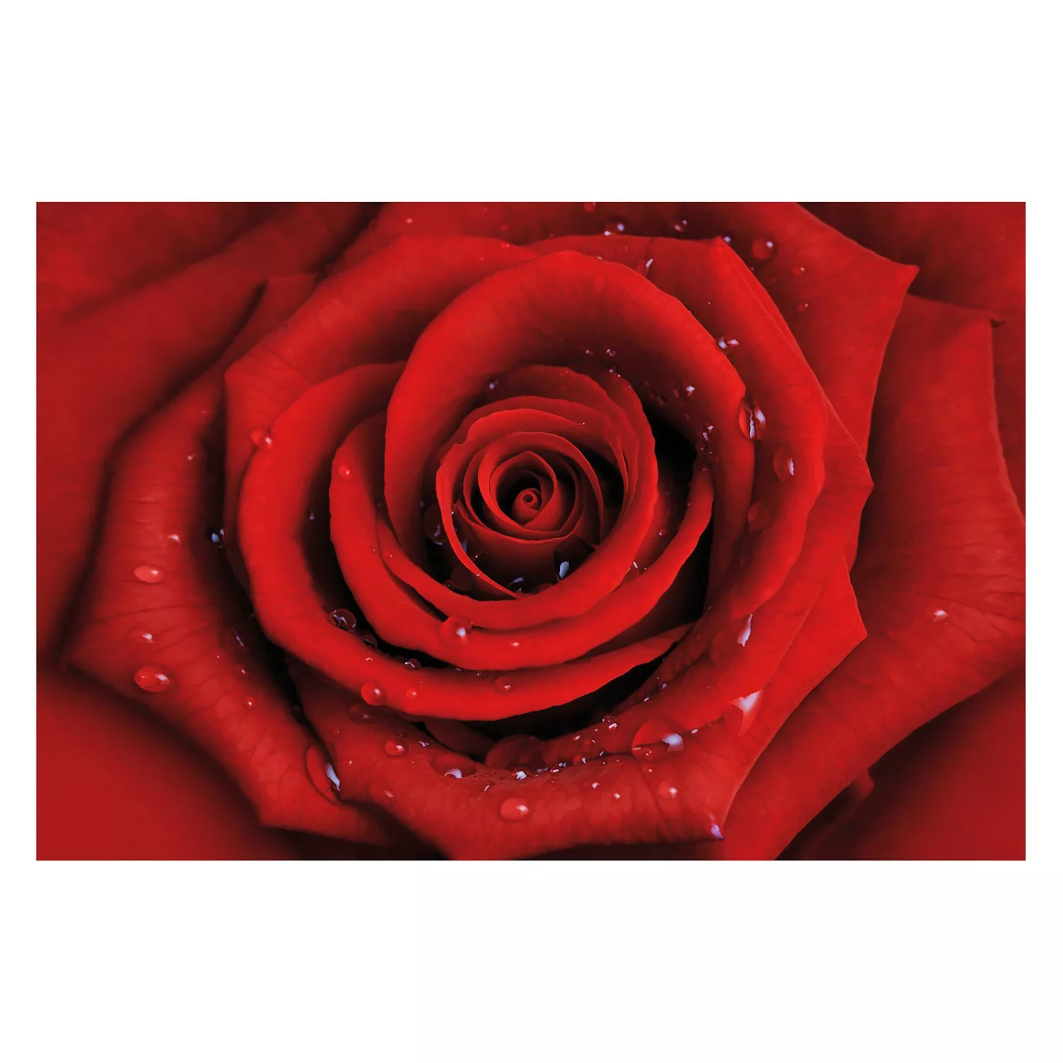 home24 Vliestapete Rote Rose mit Wassertropfen günstig online kaufen