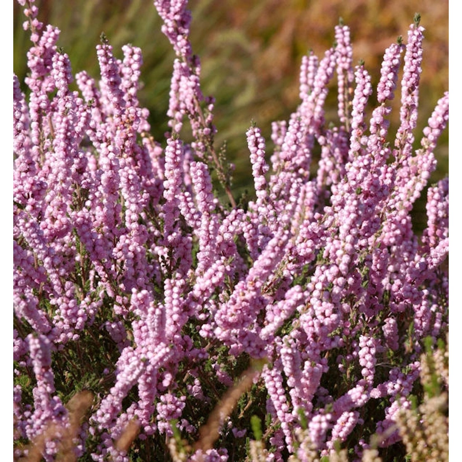 10x Besenheide Elsie Purnell - Calluna vulgaris günstig online kaufen