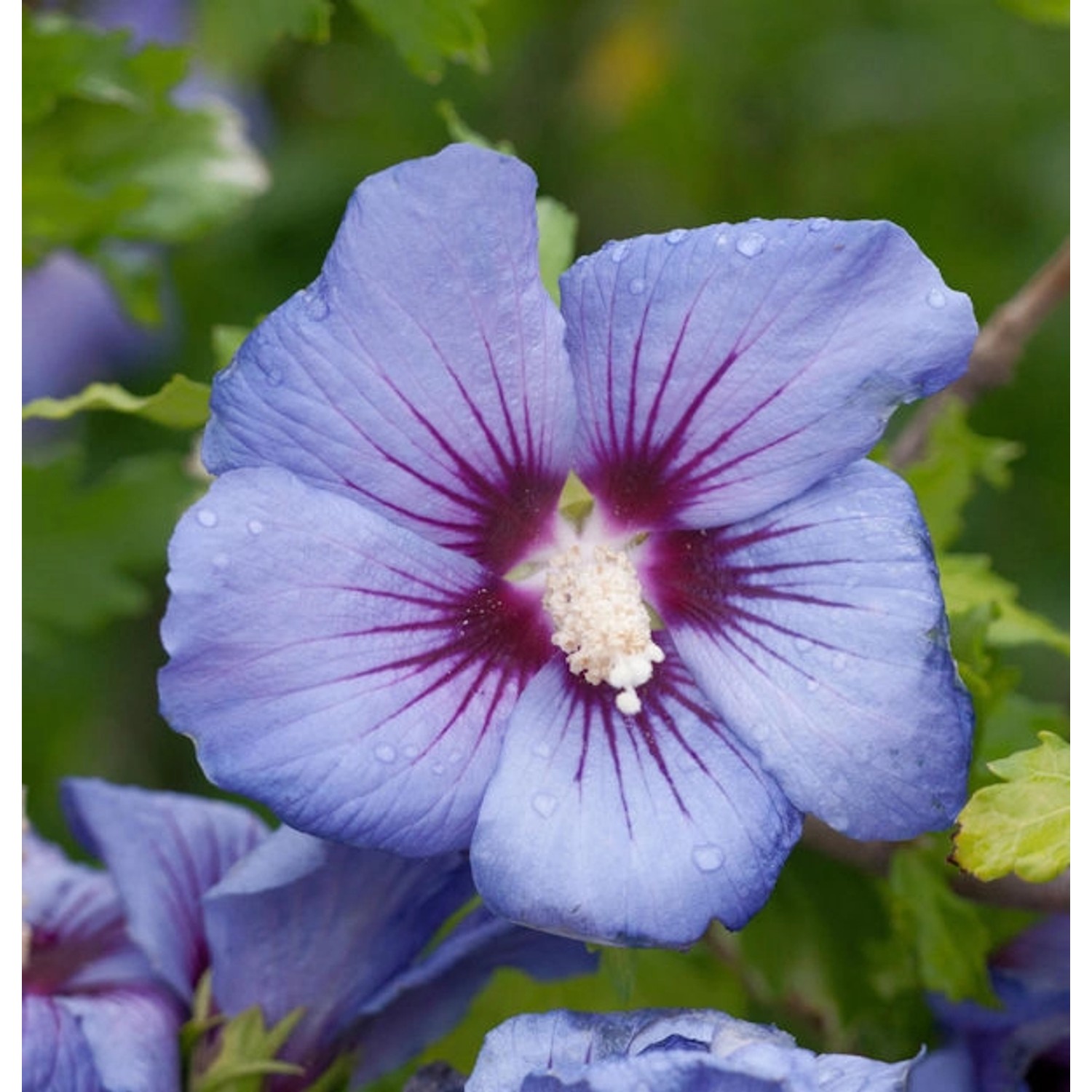 Garteneibisch Marina 40-60cm - Hibiscus günstig online kaufen