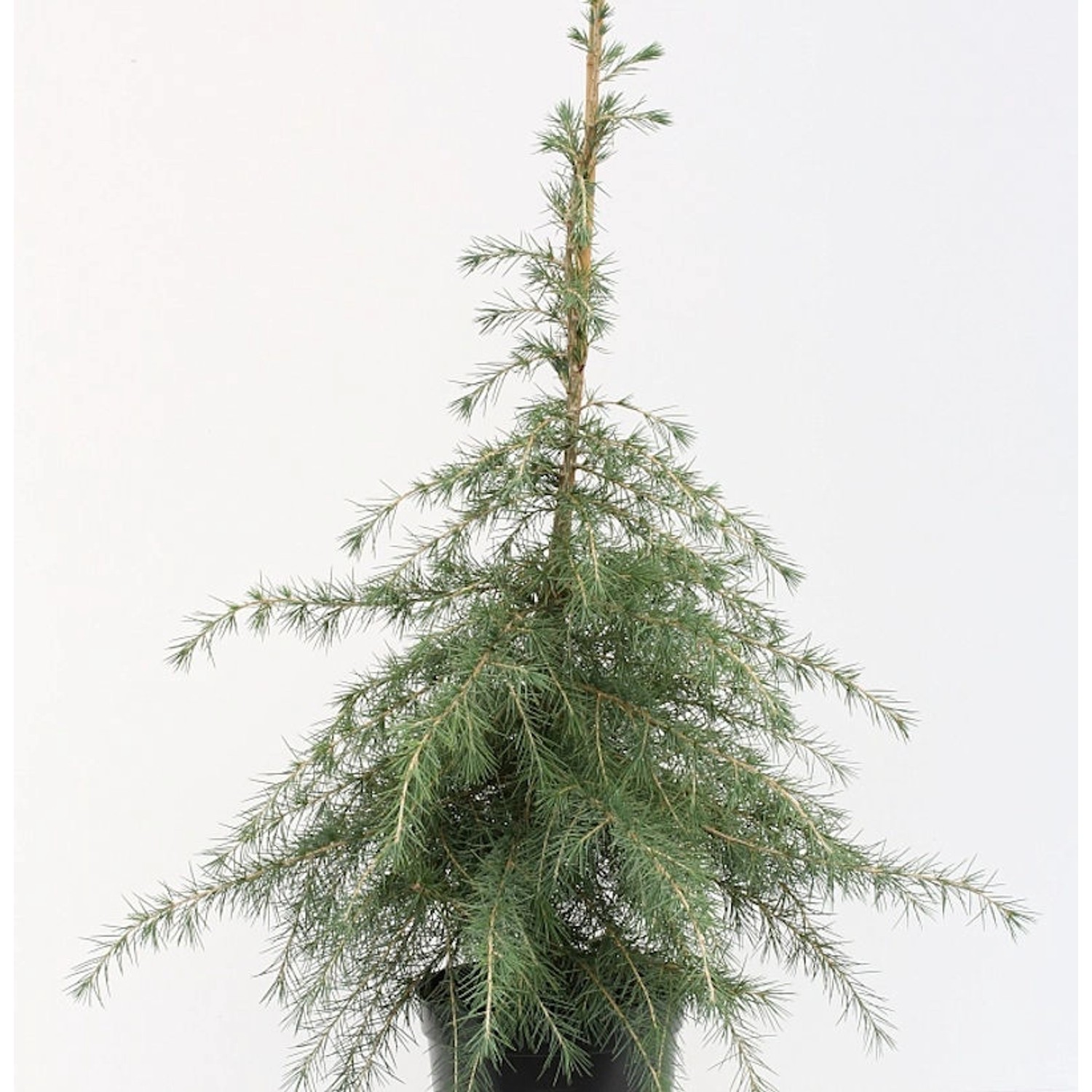 Himalaya Zeder 100-125cm - Cedrus deodara günstig online kaufen