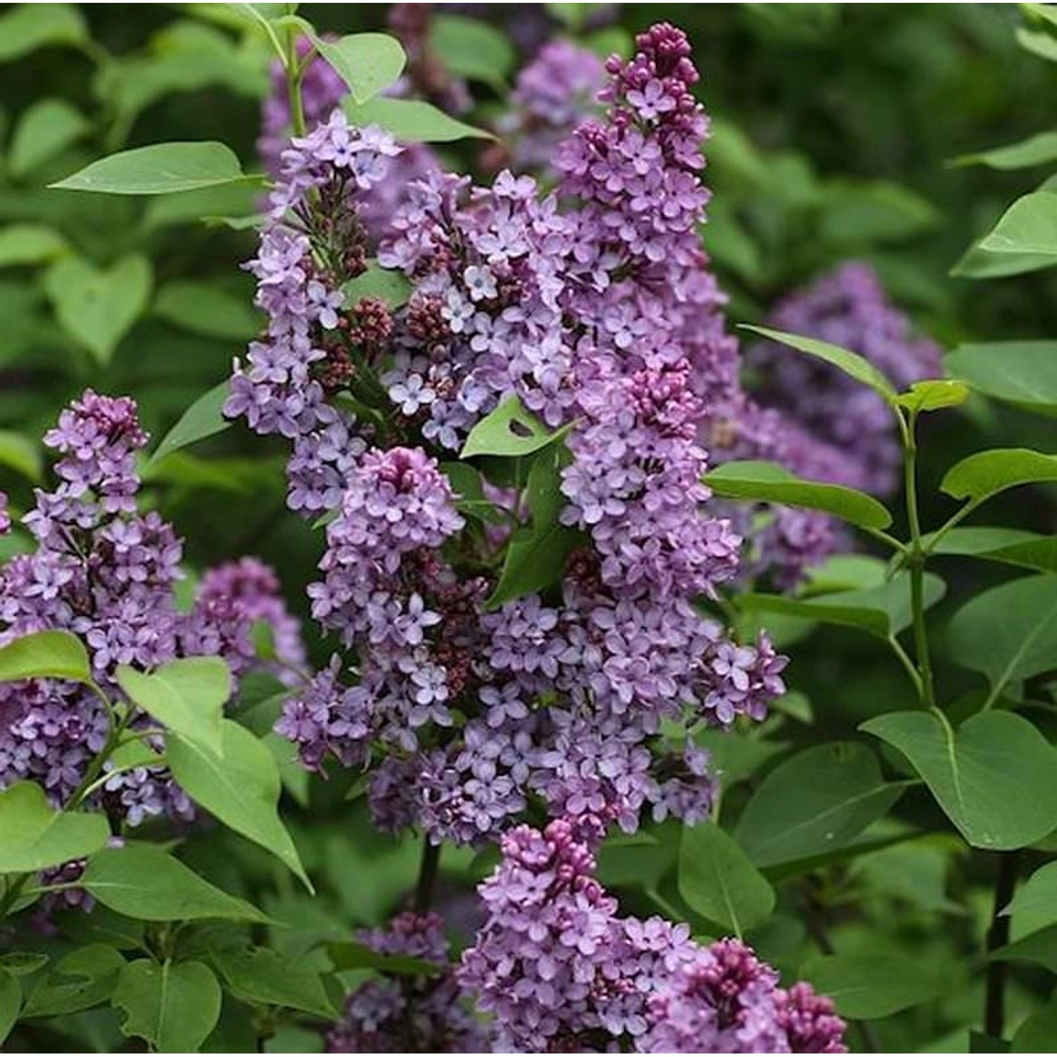 Edelflieder Prince Charming 40-60cm - Syringa prestoniae günstig online kaufen