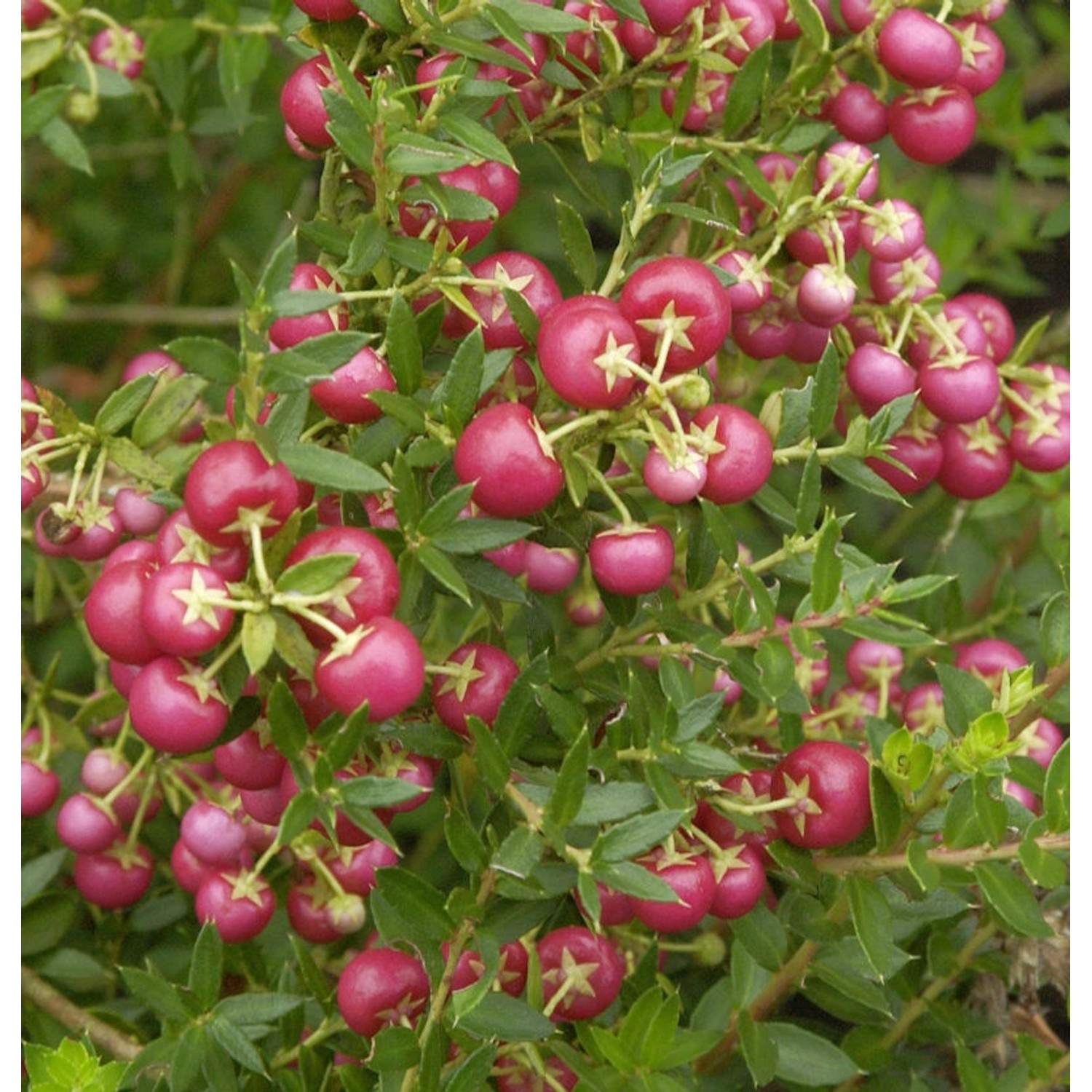 Torfmyrthe rote Beeren - Pernettya mucronata günstig online kaufen