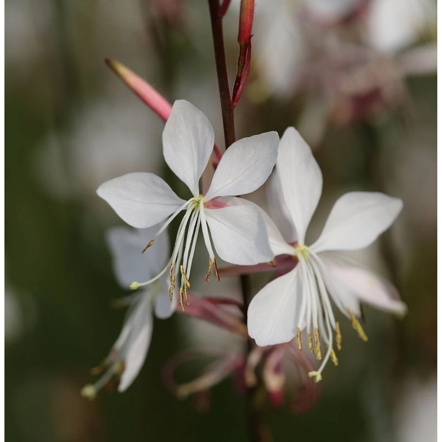 Prachtkerze Whirling Butterflies - Gaura lindheimeri günstig online kaufen