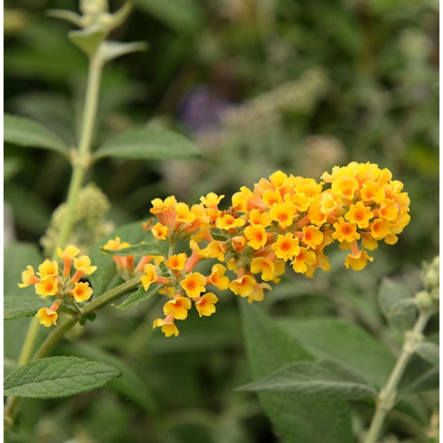 Sommerflieder Sungold 60-80cm - Buddleja weyeriana günstig online kaufen