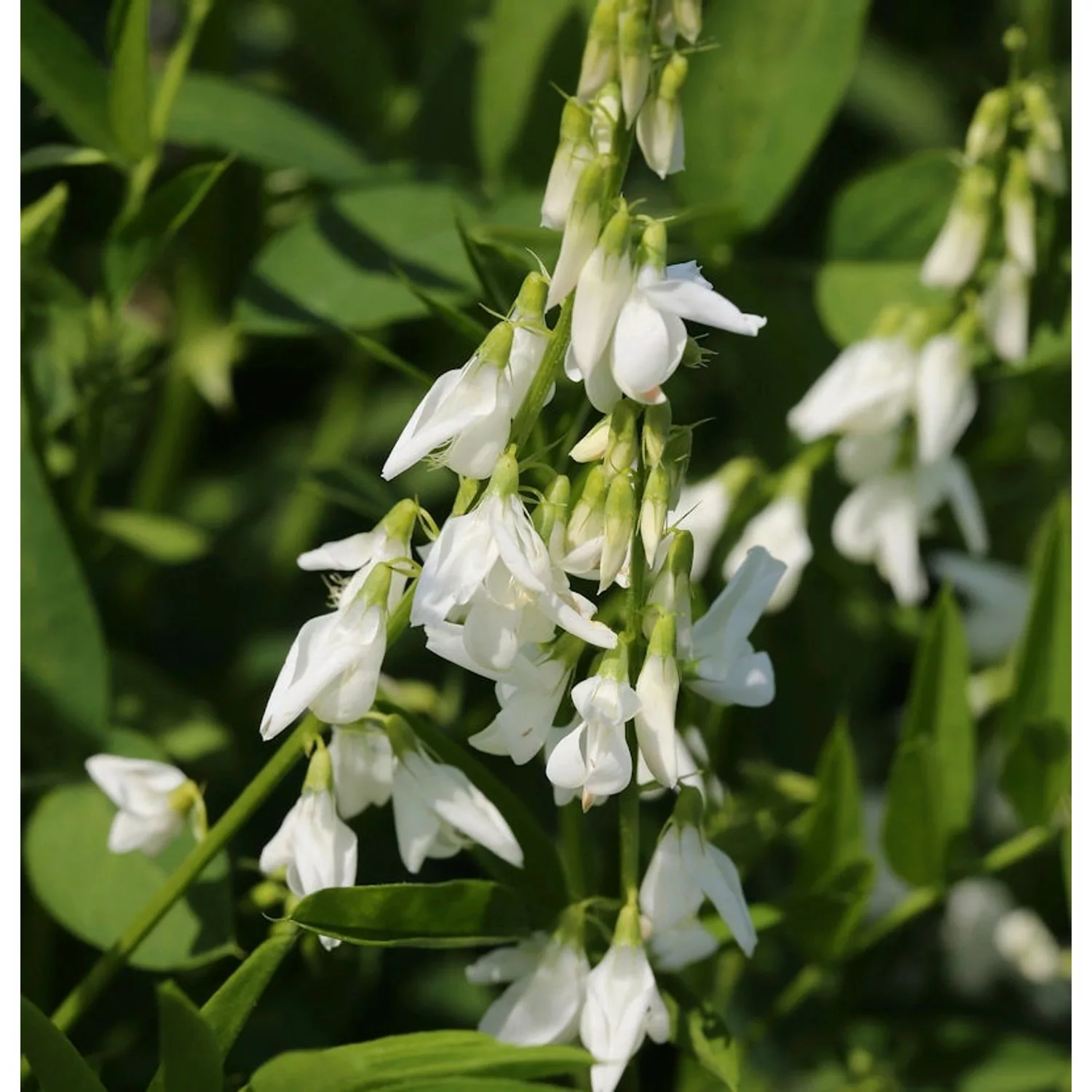 weißes Geißraute - Galega officinalis günstig online kaufen