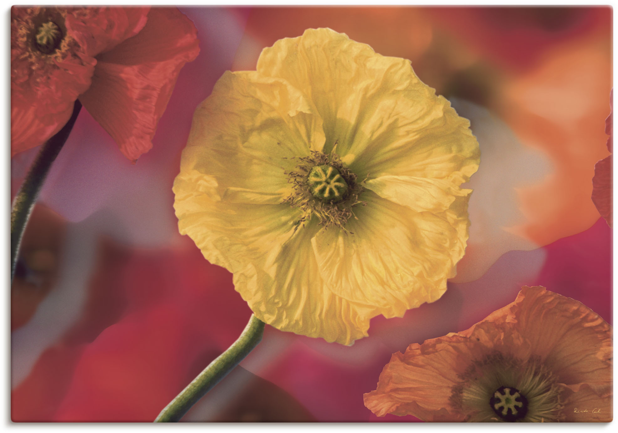 Artland Wandbild "Fotokollage Mohnblumen", Blumenbilder, (1 St.), als Leinw günstig online kaufen