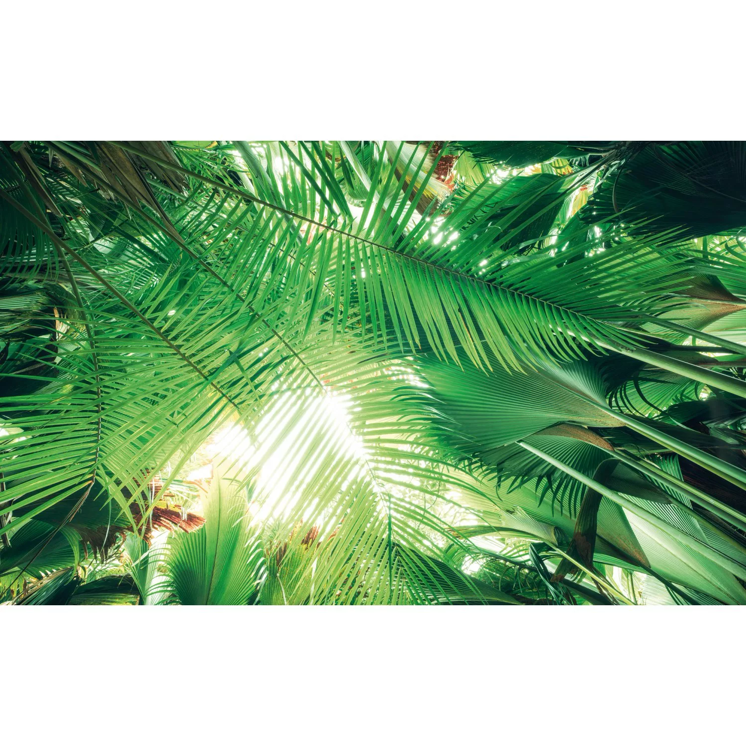 KOMAR Vlies Fototapete - Dschungeldach - Größe 450 x 280 cm mehrfarbig günstig online kaufen