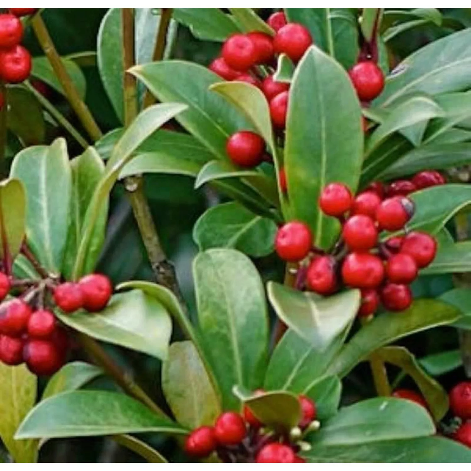 Japanische Skimmie Bremen 15-20cm - Skimmia japonica günstig online kaufen