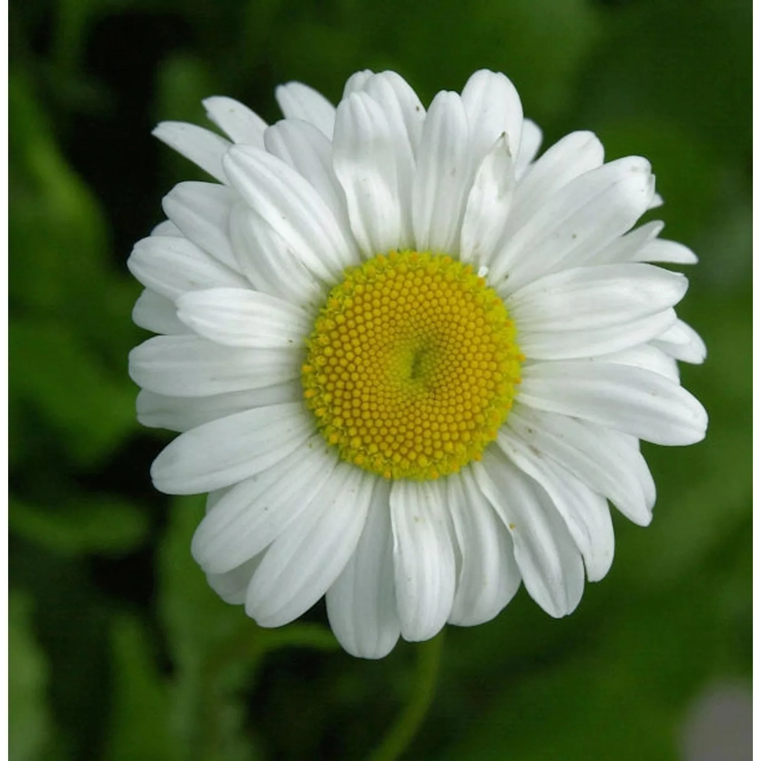 Gartenmargerite Maikönigin - Leucanthemum vulgare günstig online kaufen