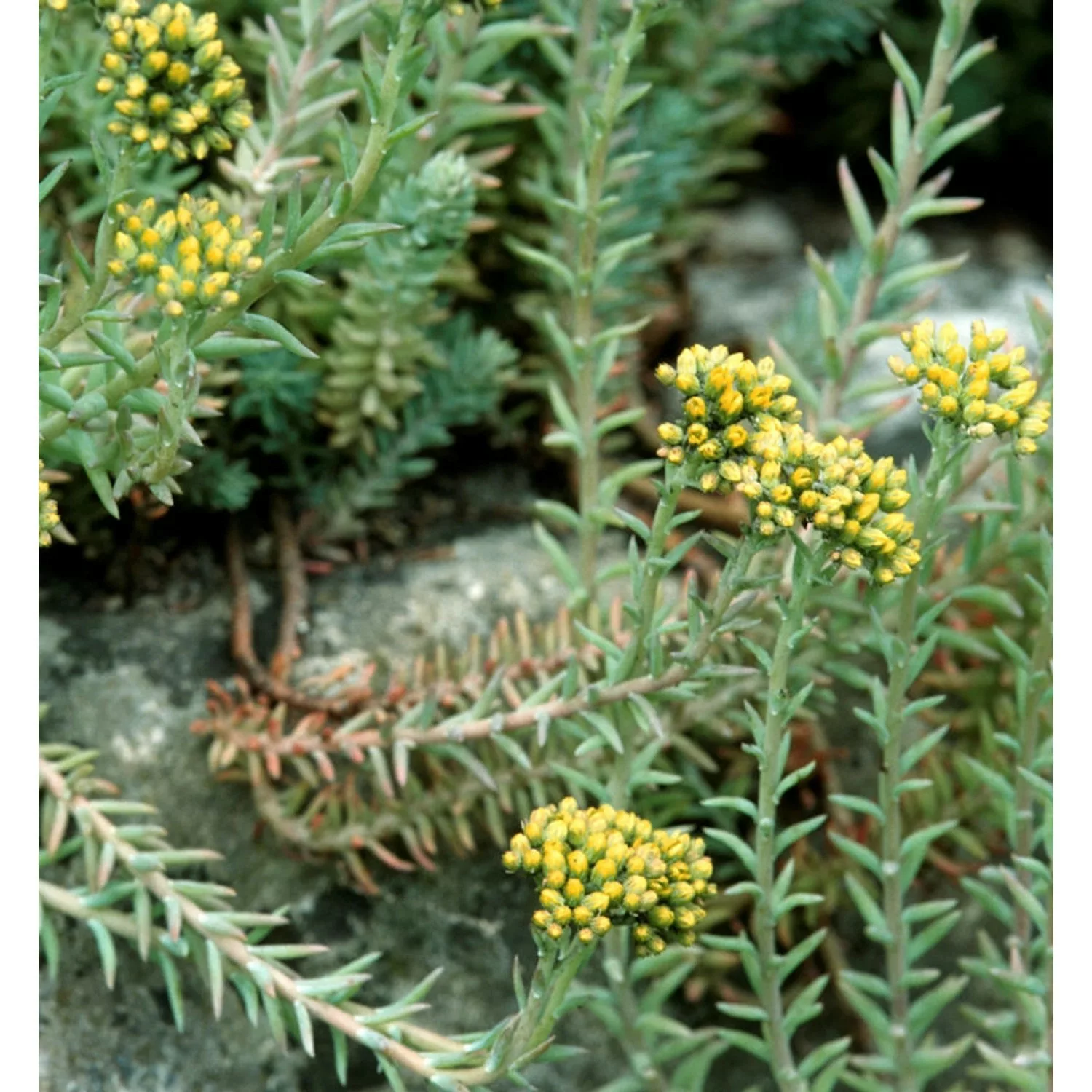 Felsen Fetthenne Elegans - Sedum reflexum günstig online kaufen