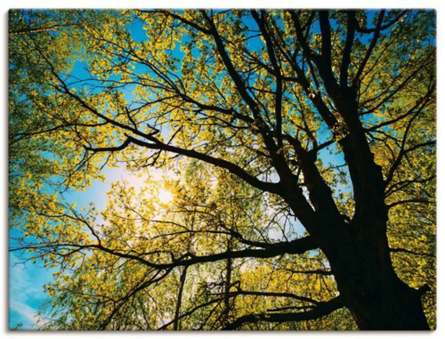 Artland Leinwandbild "Frühlingssonne durch Baumkrone", Bäume, (1 St.) günstig online kaufen