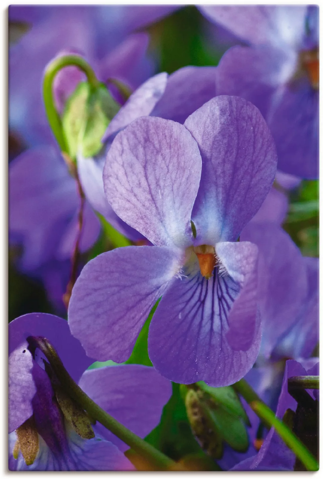 Artland Leinwandbild »Veilchen«, Blumen, (1 St.), auf Keilrahmen gespannt günstig online kaufen