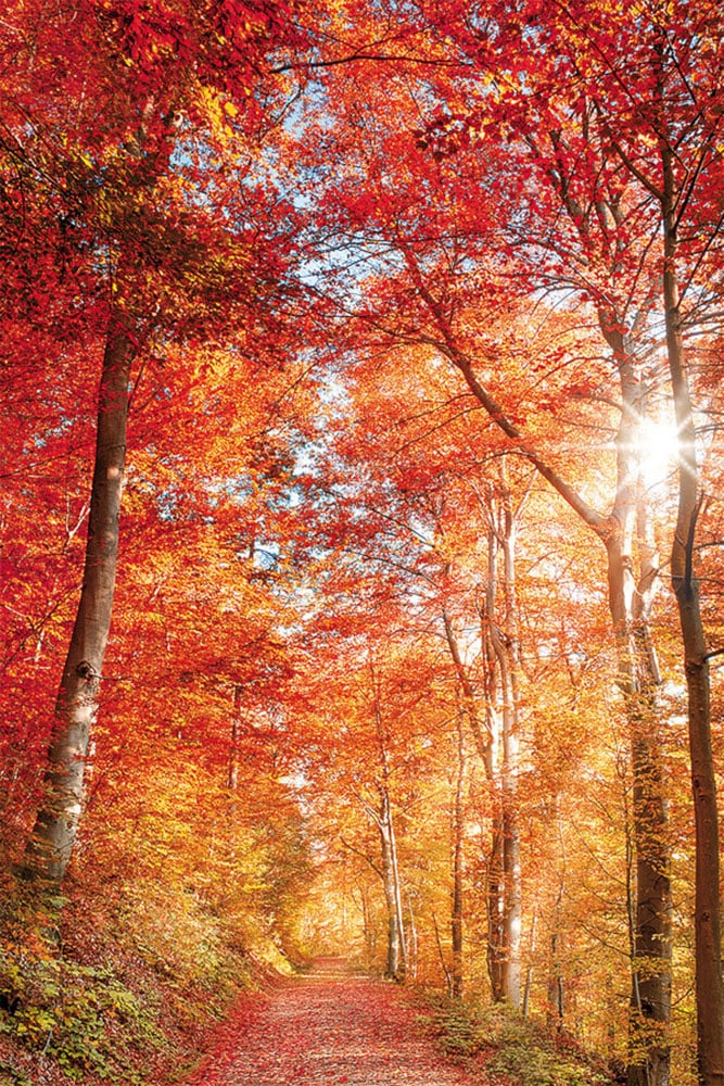 Bönninghoff Leinwandbild, Wald-Waldbilder-Bäume-Baumbilder-Natur-Landschaft günstig online kaufen