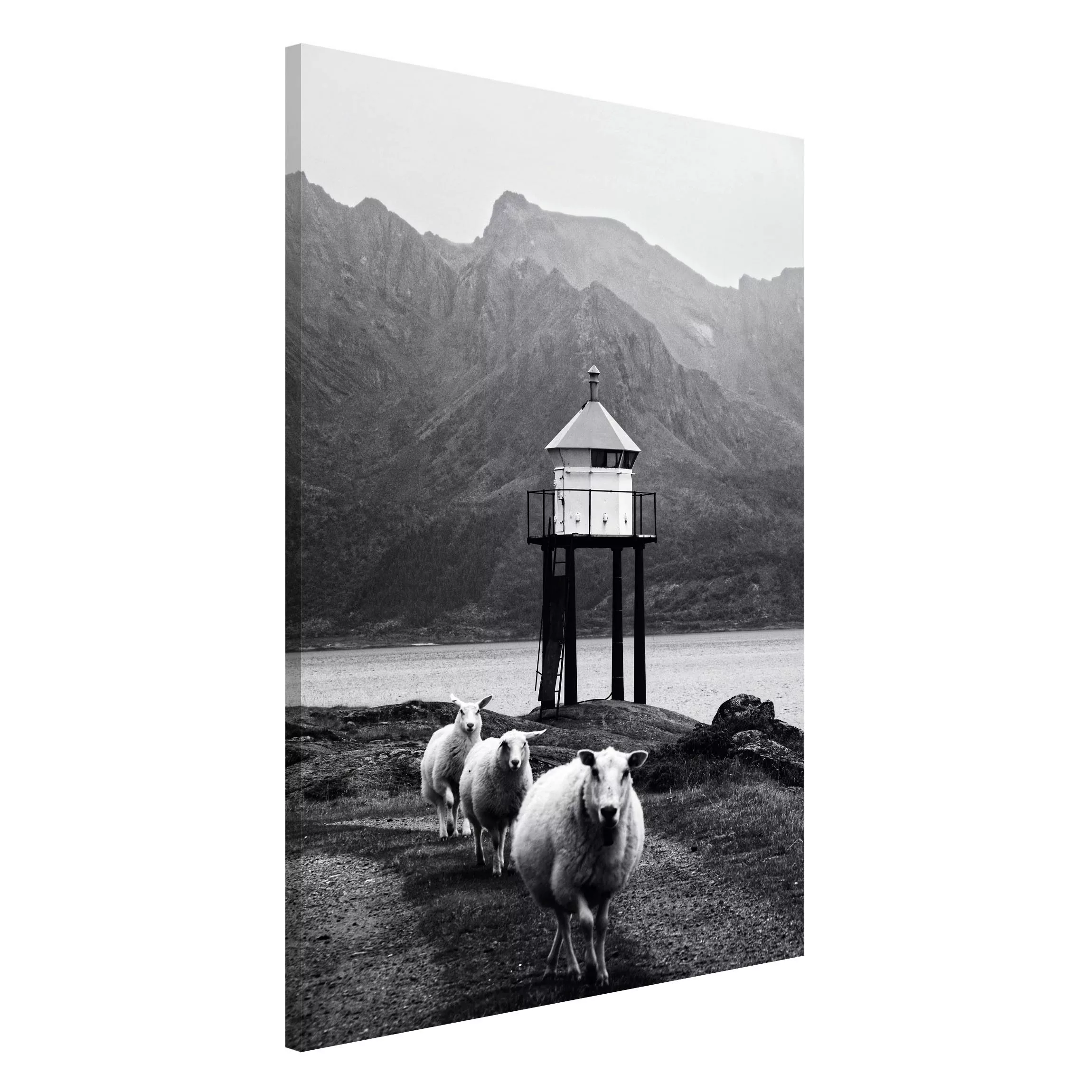 Magnettafel Drei Schafe auf den Lofoten günstig online kaufen