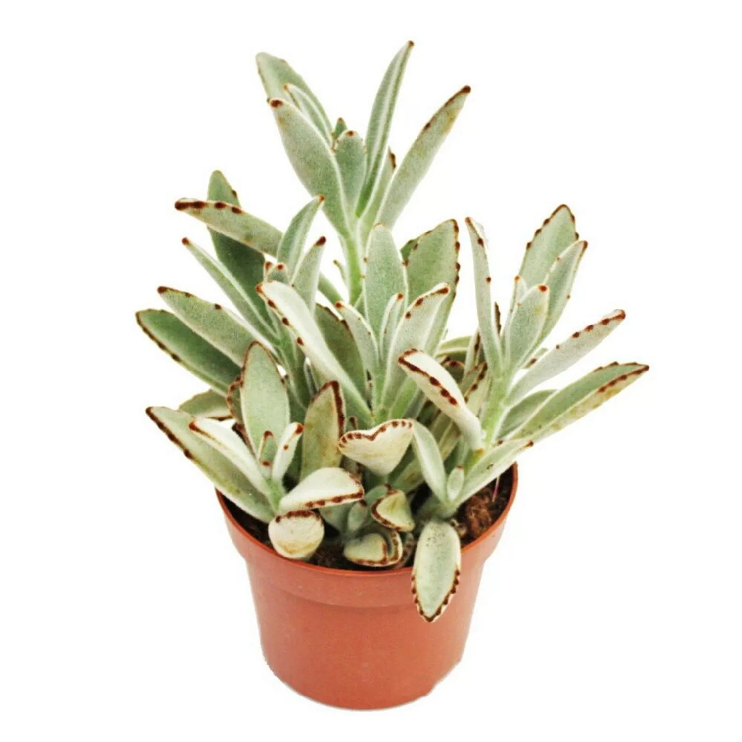 Exotenherz Kalanchoe Tomentosa Hasenöhrchen 10,5cm Topf Sukkulente günstig online kaufen