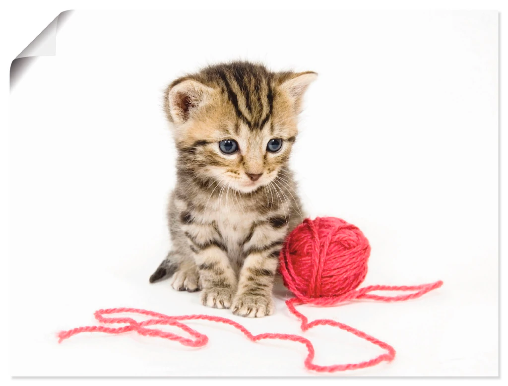 Artland Wandbild "Kätzchen mit rotem Garnball", Haustiere, (1 St.), als Alu günstig online kaufen
