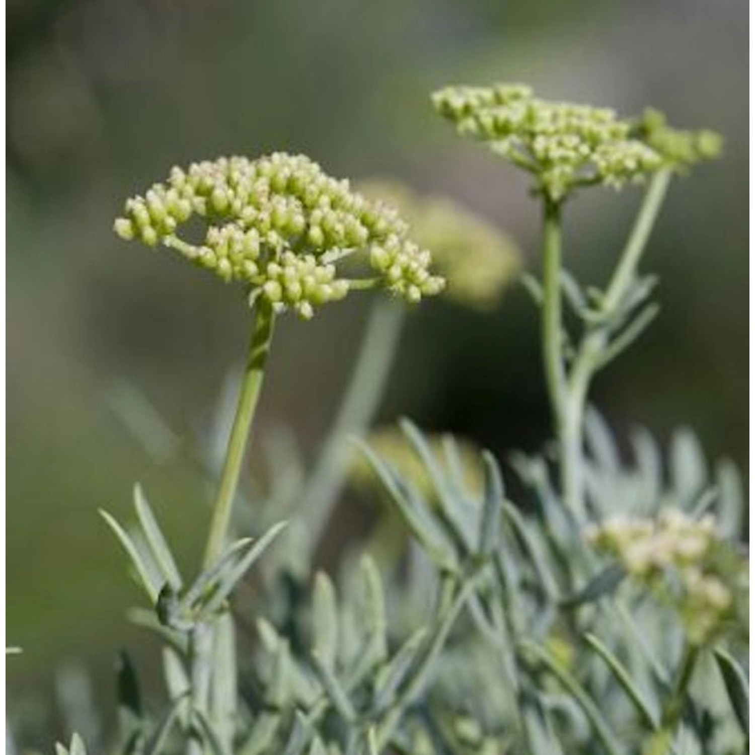 Meerfenchel - Crithmum maritimum günstig online kaufen