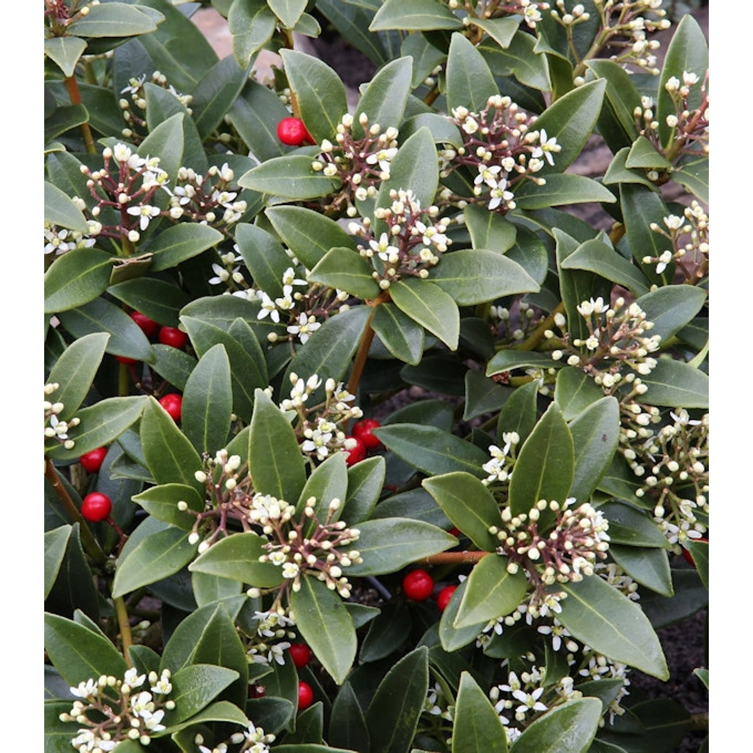 Japanische Skimmie Veitchii 60-70cm - Skimmia japonica günstig online kaufen