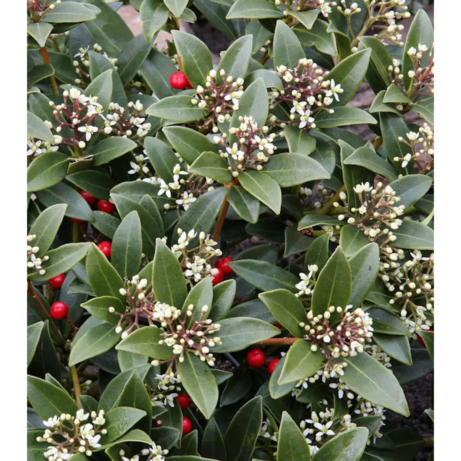 Japanische Skimmie Veitchii 25-30cm - Skimmia japonica günstig online kaufen