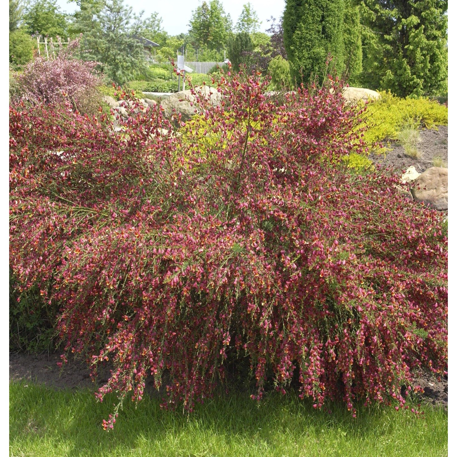 Edelginster Lena 40-60cm - Cytisus scoparius günstig online kaufen