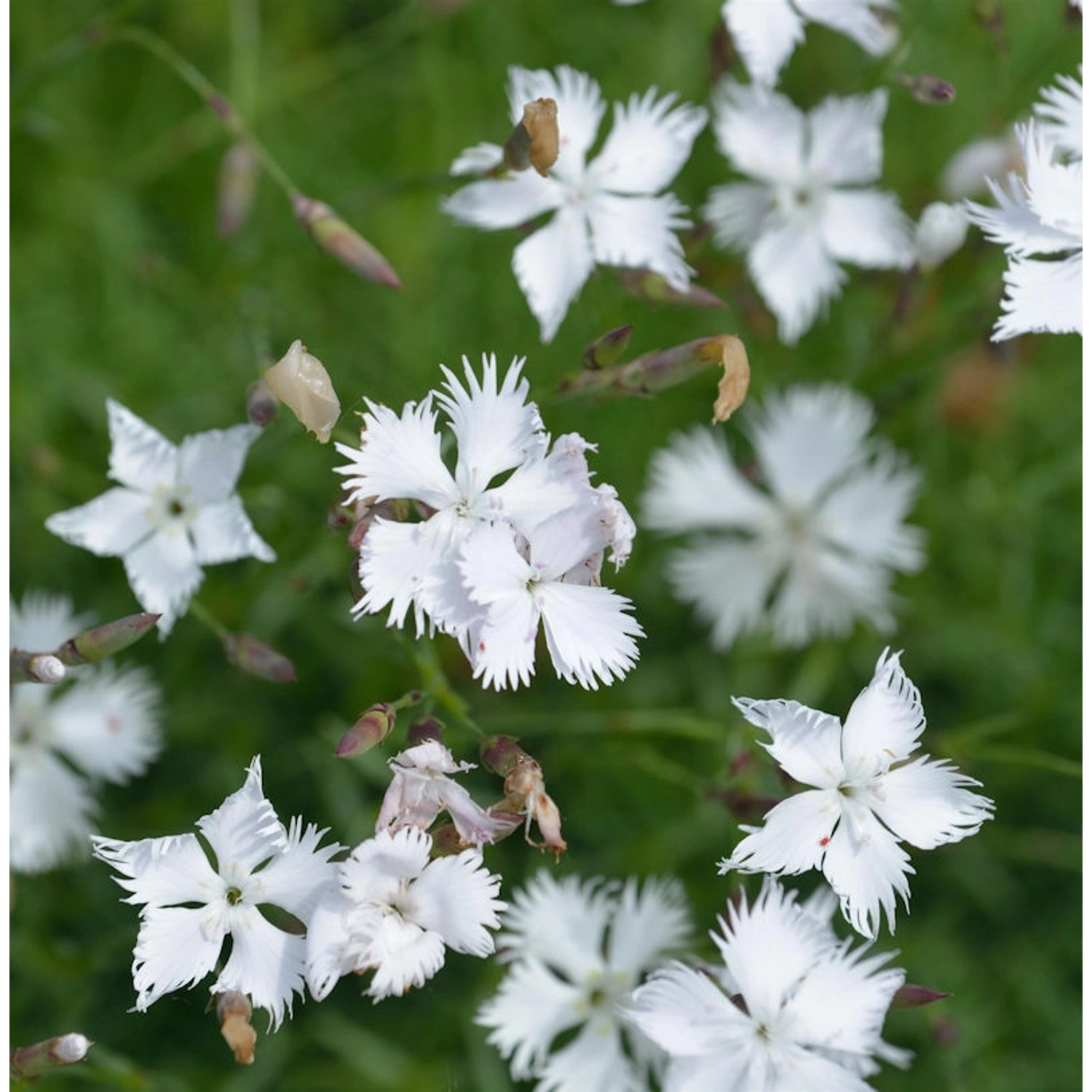 Igel Nelke - Dianthus petraeus günstig online kaufen