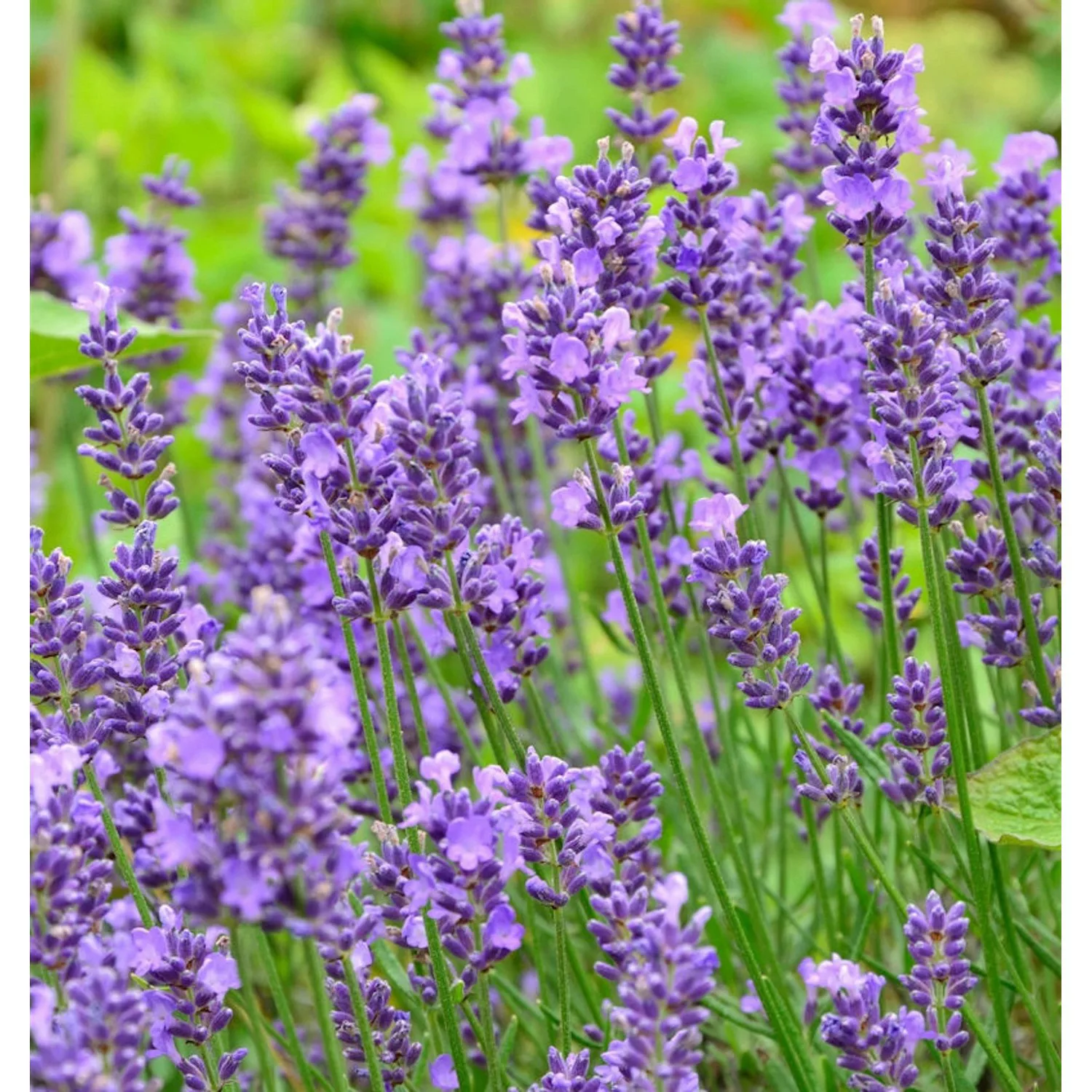 Echter Lavendel Essence Purple - großer Topf - Lavandula angustifolia günstig online kaufen